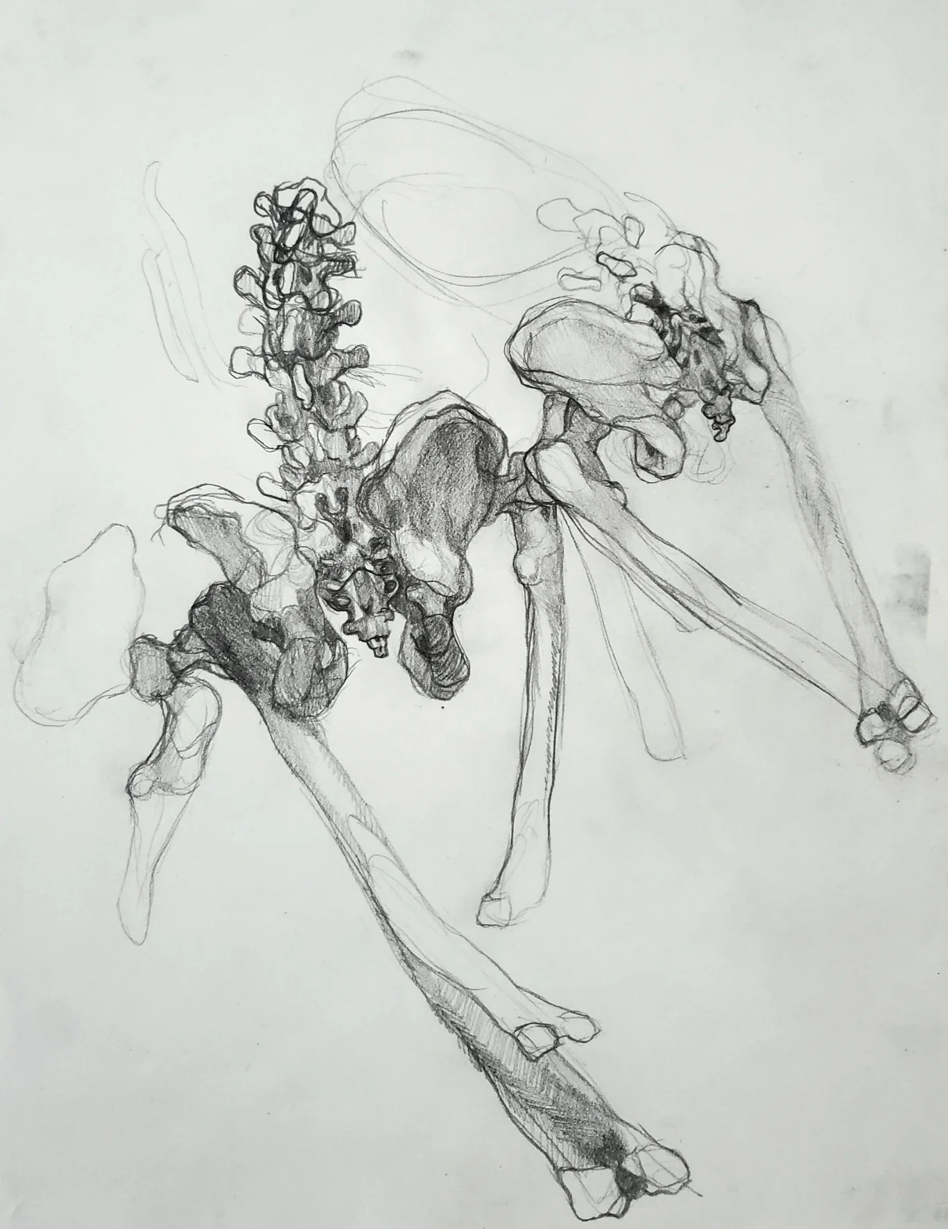 A detailed pencil sketch of a human skeletal structure, highlighting the bones and joints.