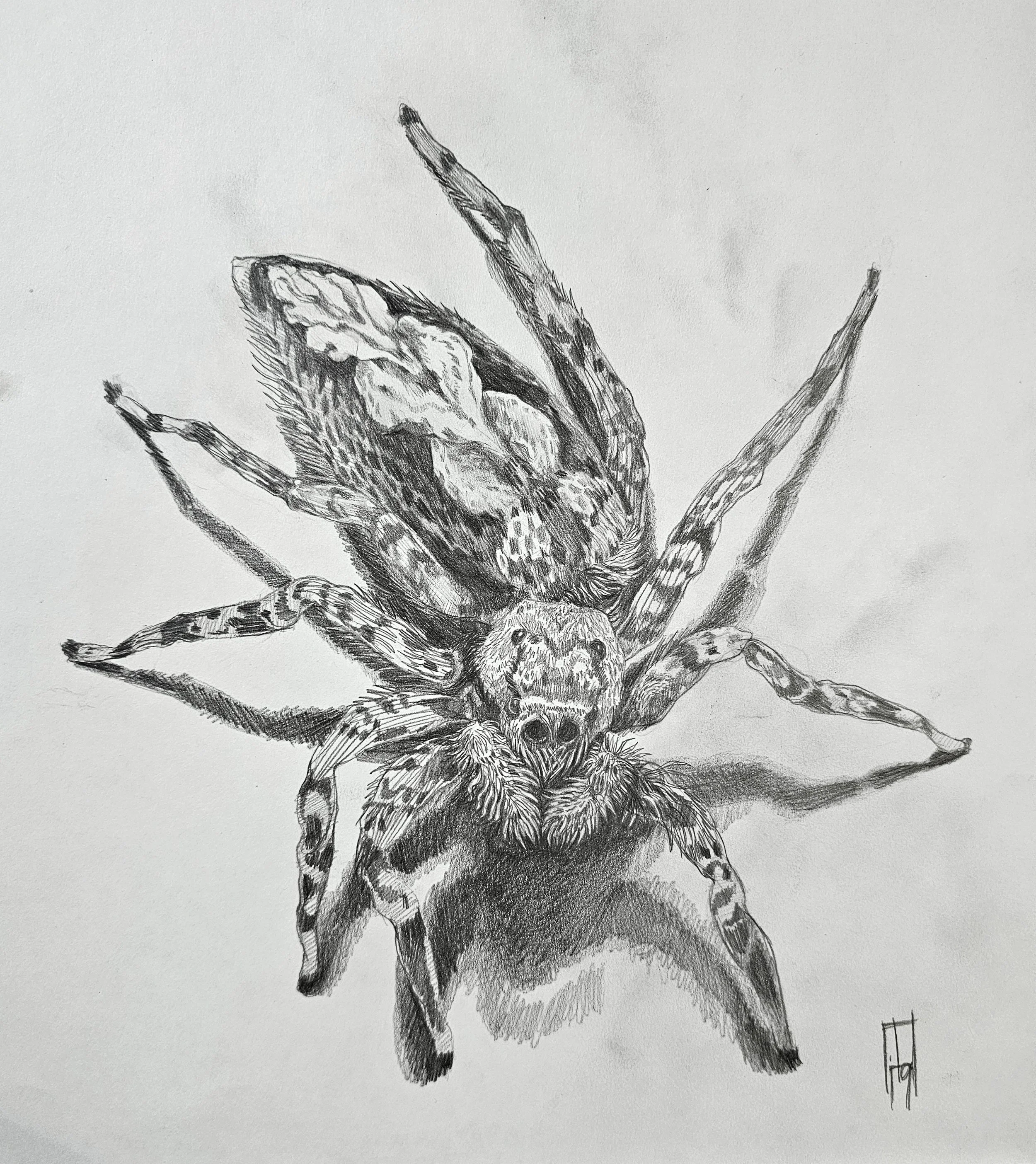 A detailed black and white ink drawing of a spider with a textured body and long, striped legs.