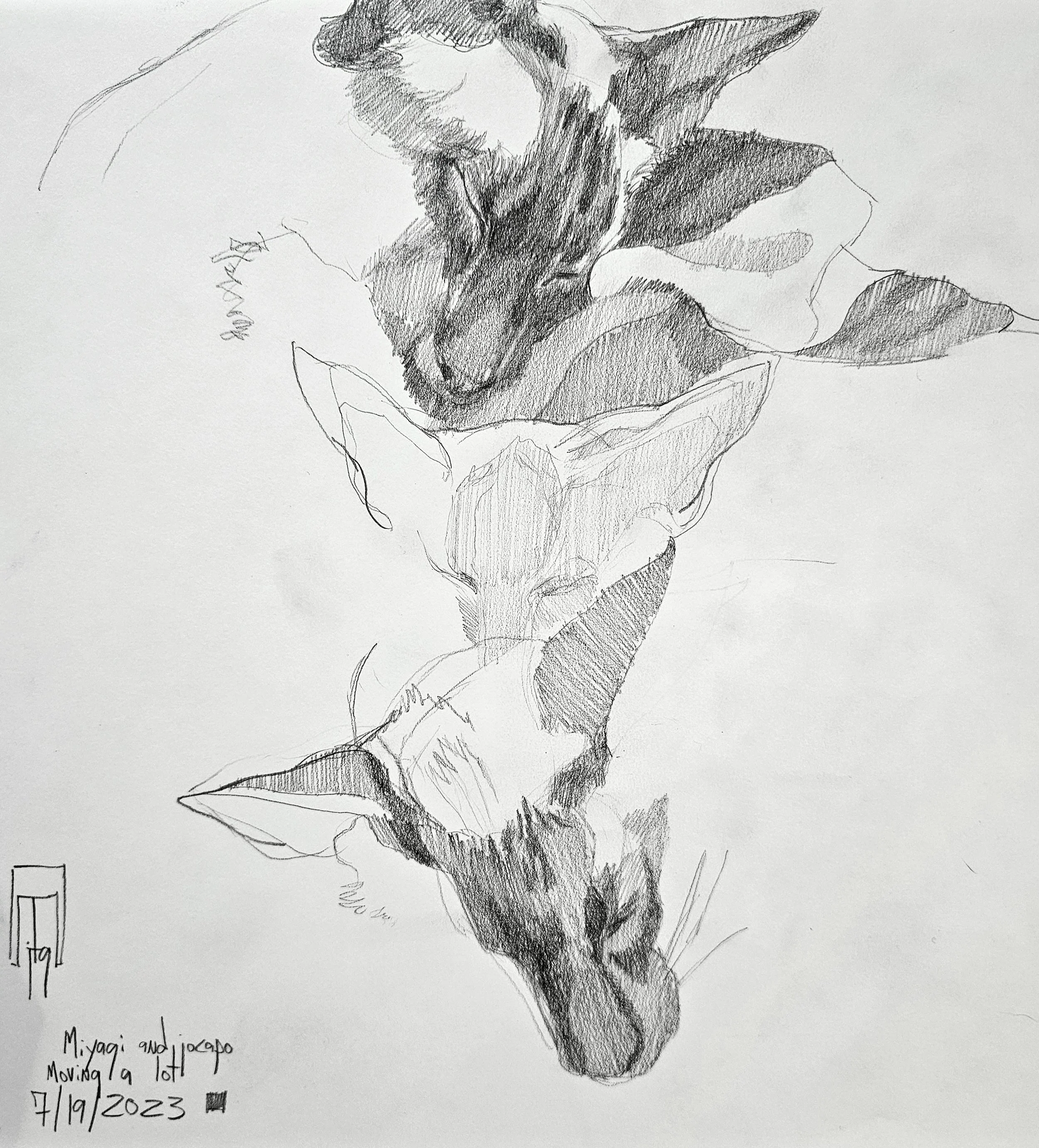 Two cats drawn in an abstract manor. The drawing is detailed around their faces, while the rest of the figure is lightly sketched. There are some handwritten notes and dates at the bottom left of the paper.