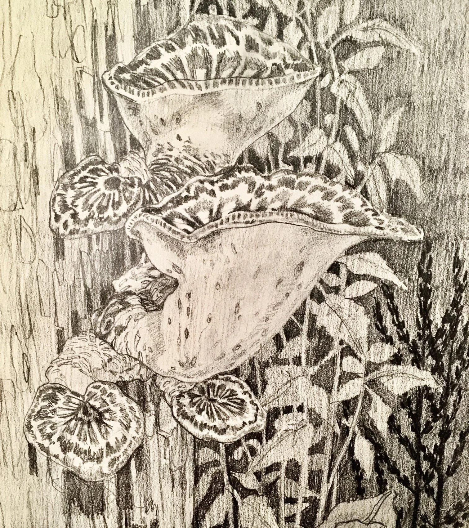 A detailed pencil sketch of pheasant back polypores, spotted tops and broad trumpet-shaped fungus growing on a textured wooden surface.