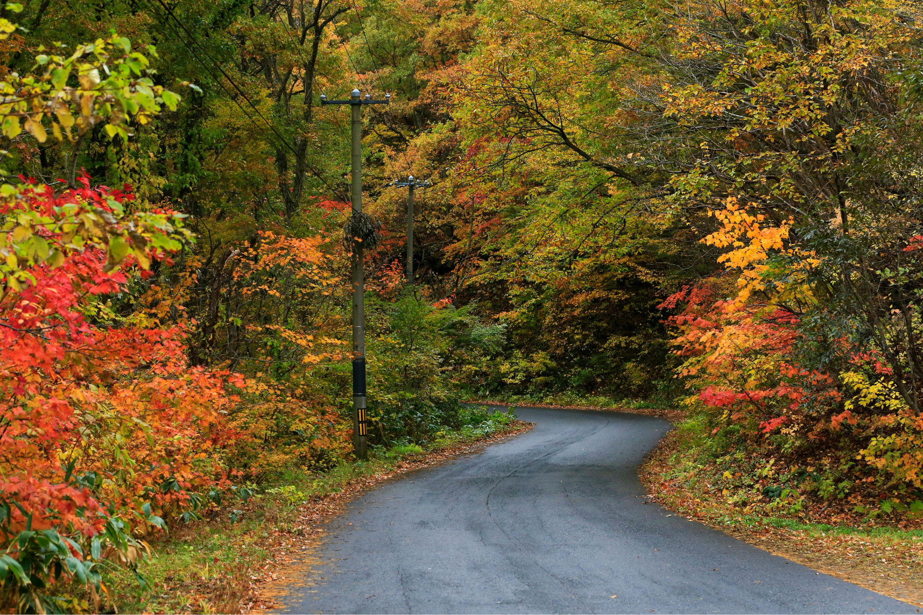 A winding asphalt road surrounded by trees with colorful fall foliage in shades of red, orange, yellow, and green. Power lines run along the road, and the forest appears dense with leaves falling.