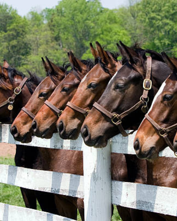 Horses leaning against a white board fence.
