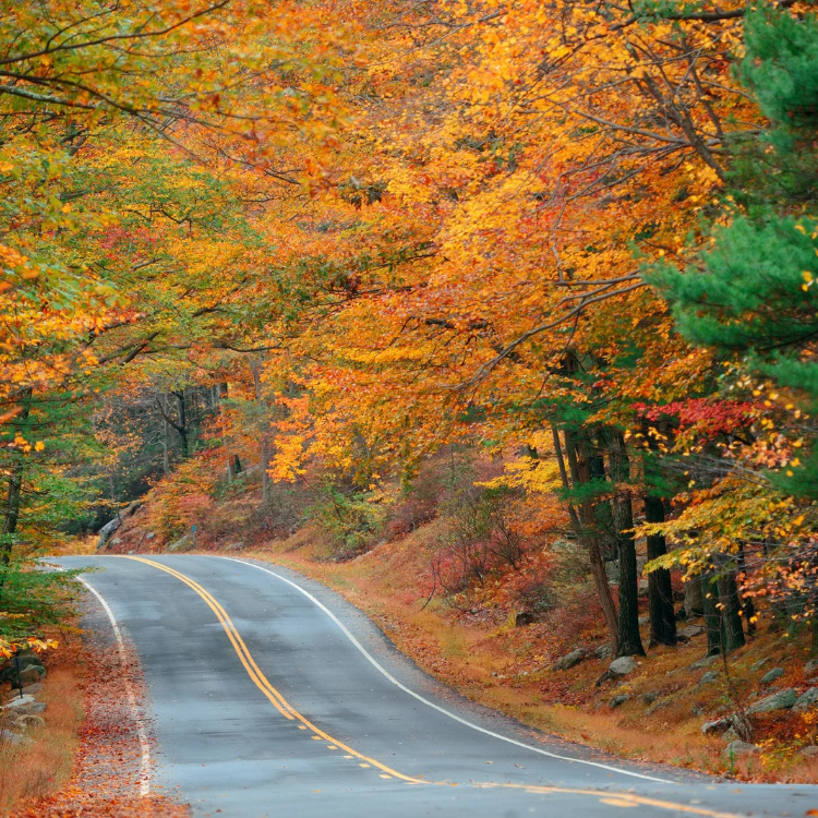 Winding paved road surrounded by colorful autumn trees with vibrant fall foliage.