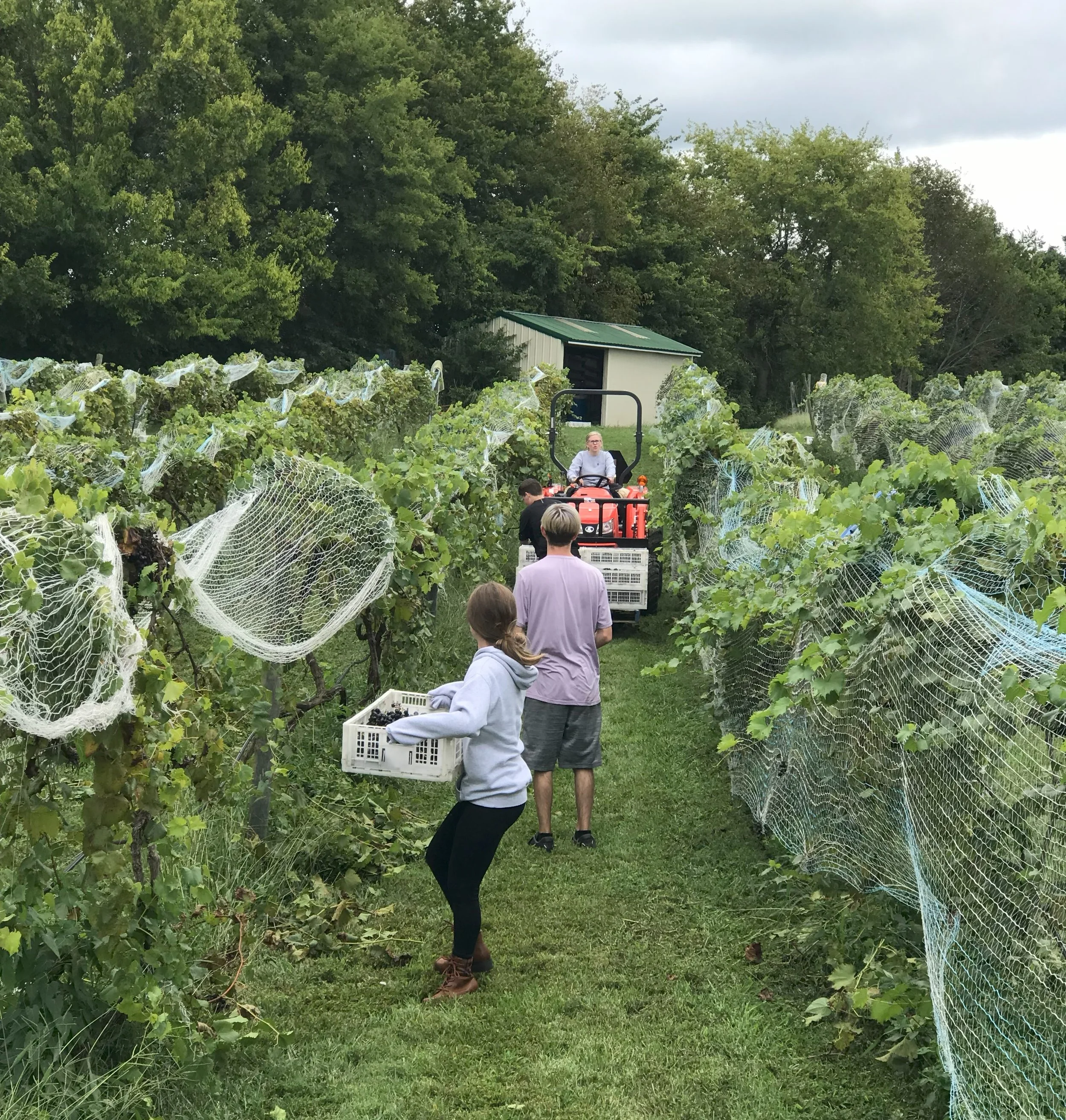Guests and staff harvesting grapes in the vineyard with crates and a small tractor as part of the Springhill harvest experience.