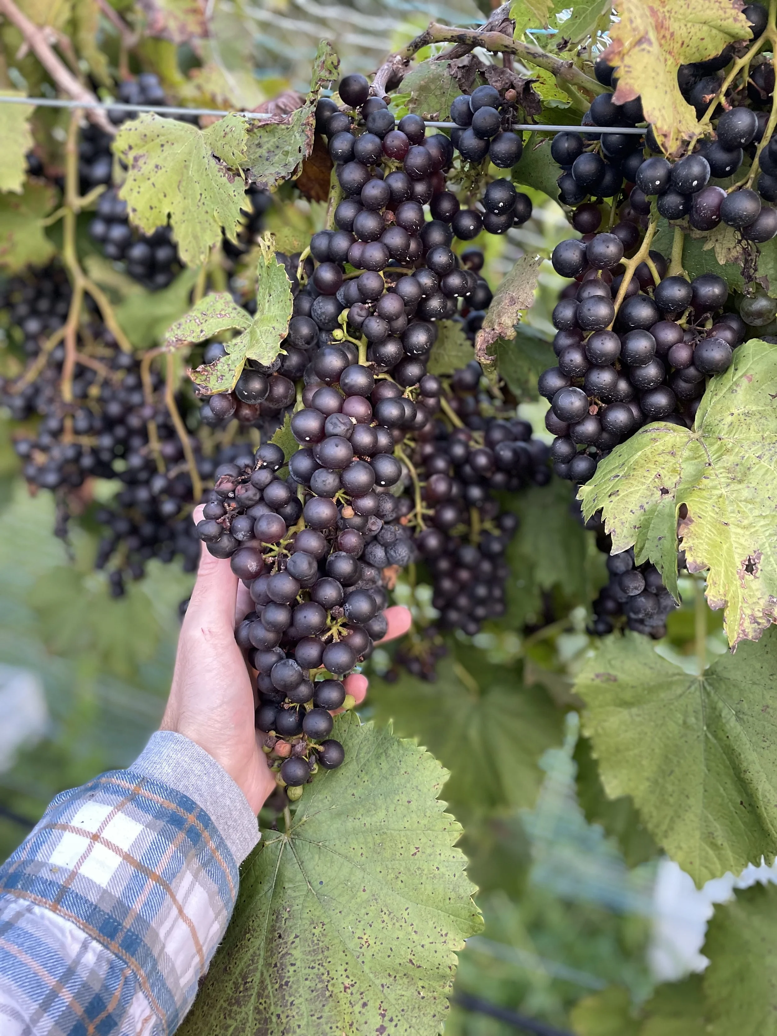 Hand holding a cluster of ripe grapes in the vineyard as part of the Springhill harvest experience.