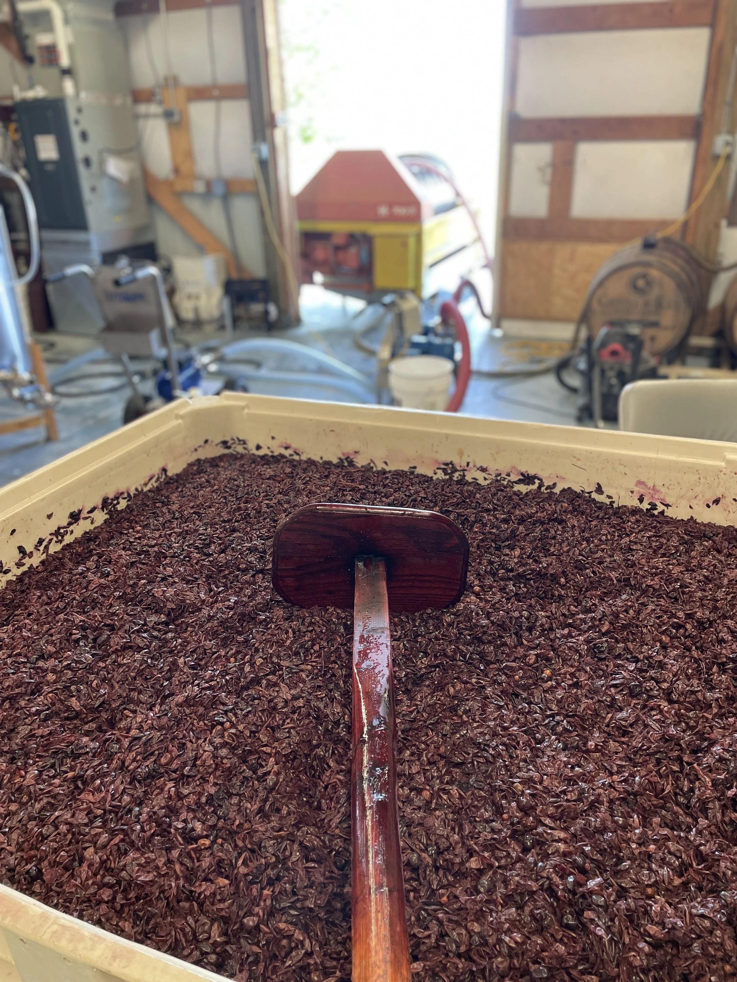 Crushed grape pomace with a wooden paddle in the winery workshop as part of the Springhill winemaking experience.