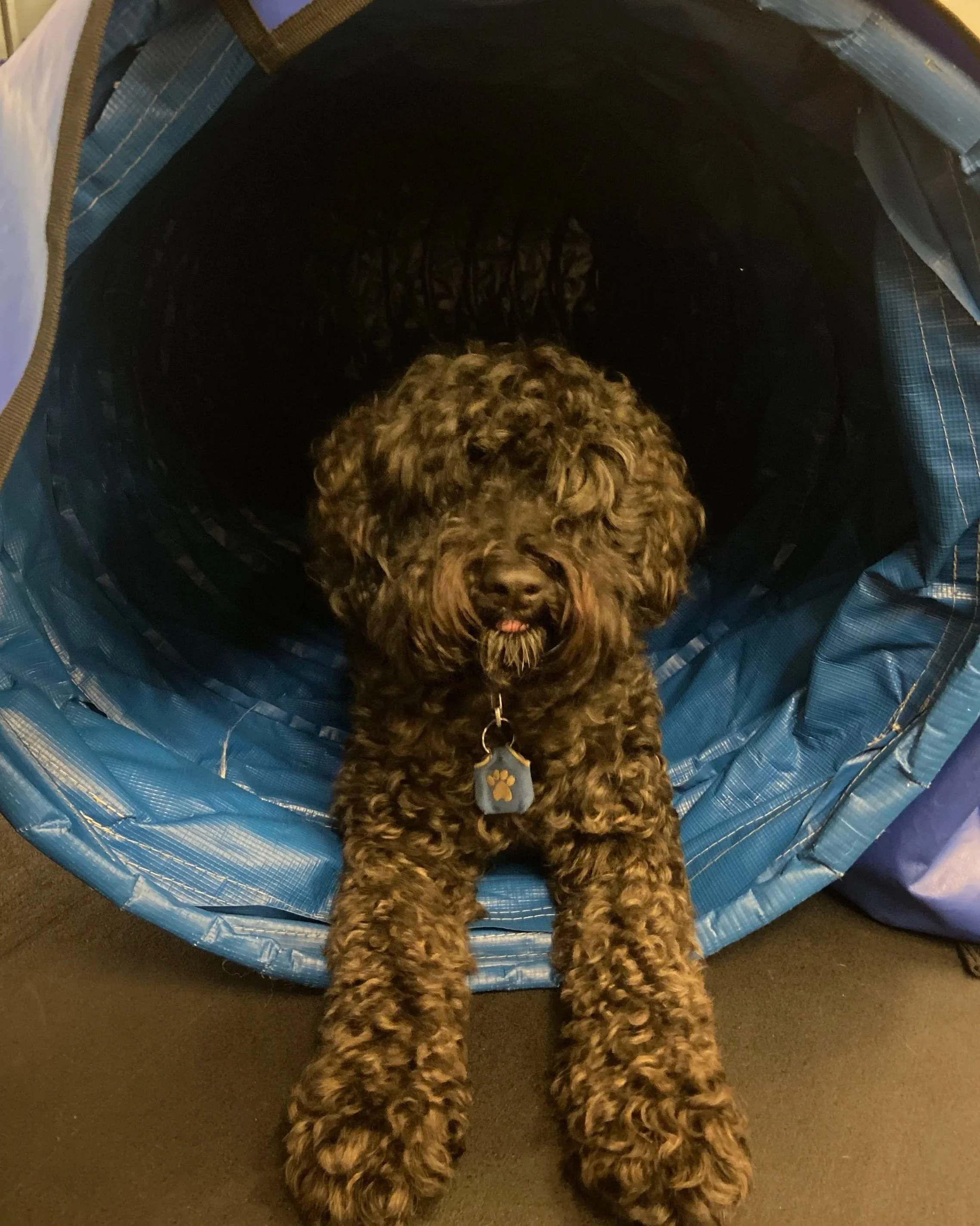 A curly-haired dog with a tag on its collar sitting in front of a blue tunnel.
