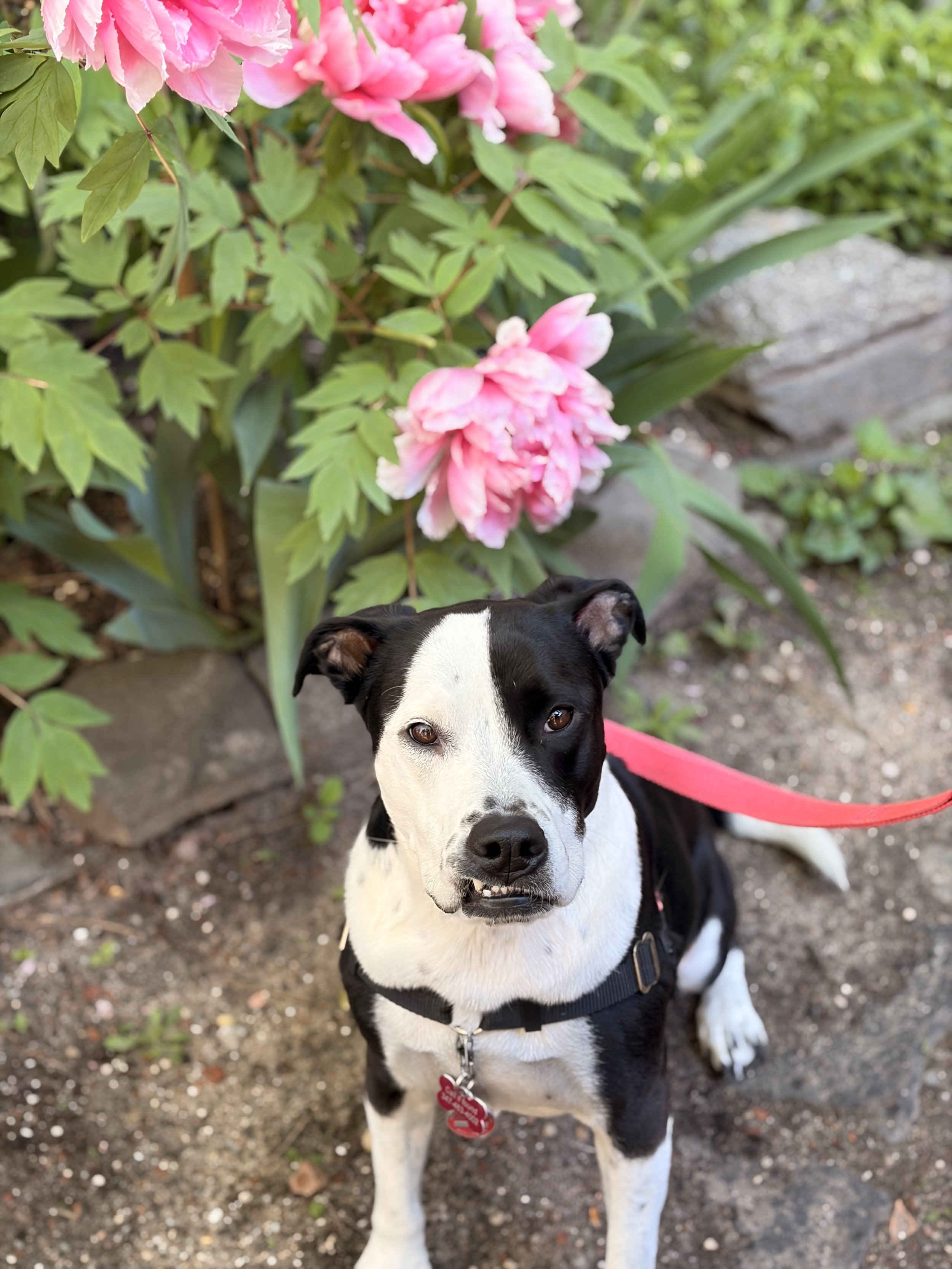 A black and white dog with a red collar and leash standing outdoors in front of pink hydrangea flowers and green foliage.