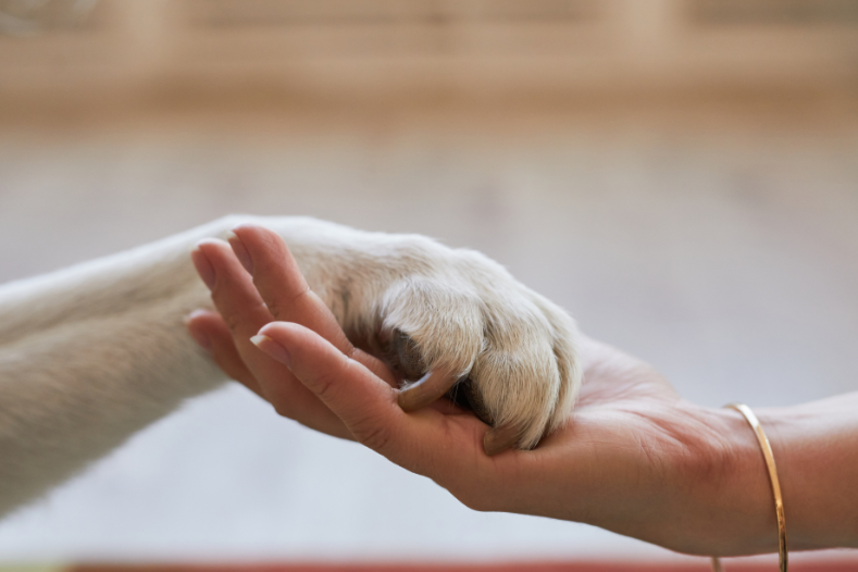 A tan paw being held by a human hand.