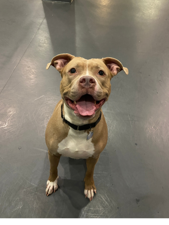 An image of a beige pitbull smiling