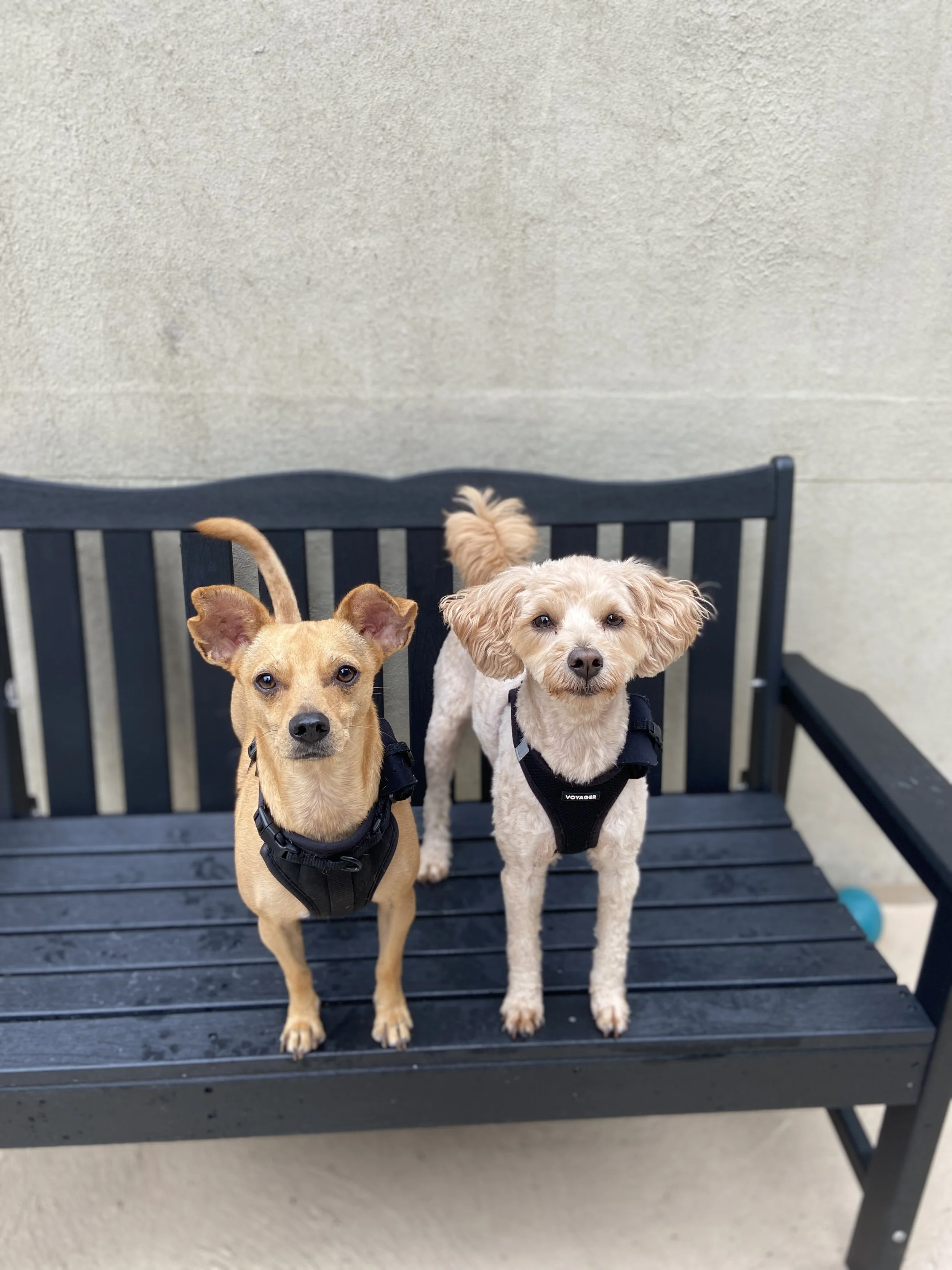 Two dogs standing on a black outdoor bench, facing the camera, against a plain wall background.