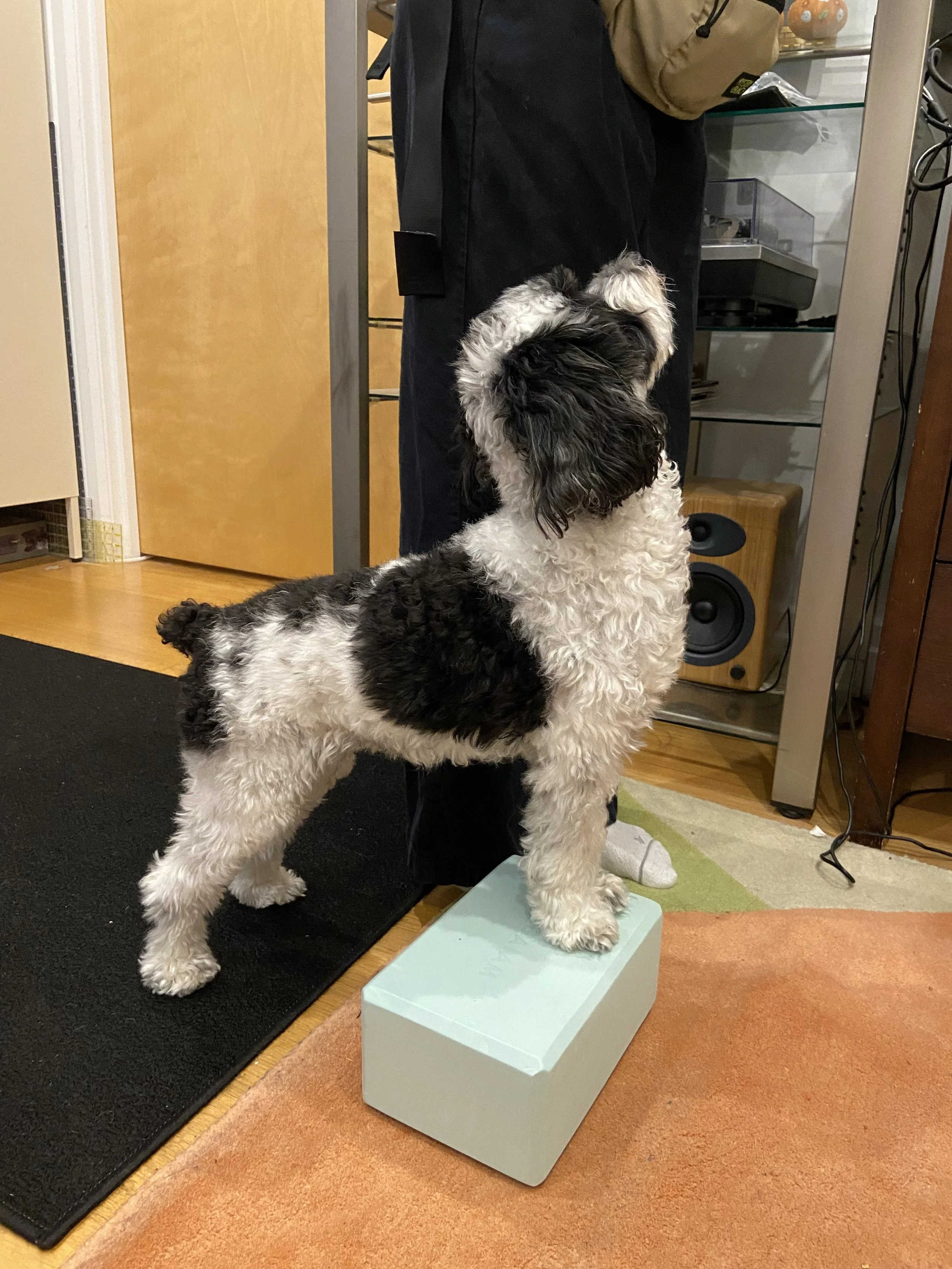 Black and white small dog with two of front paws on a yoga block.
