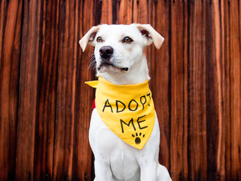 A white dog with a yellow banner that says adopt me in front of a brown background