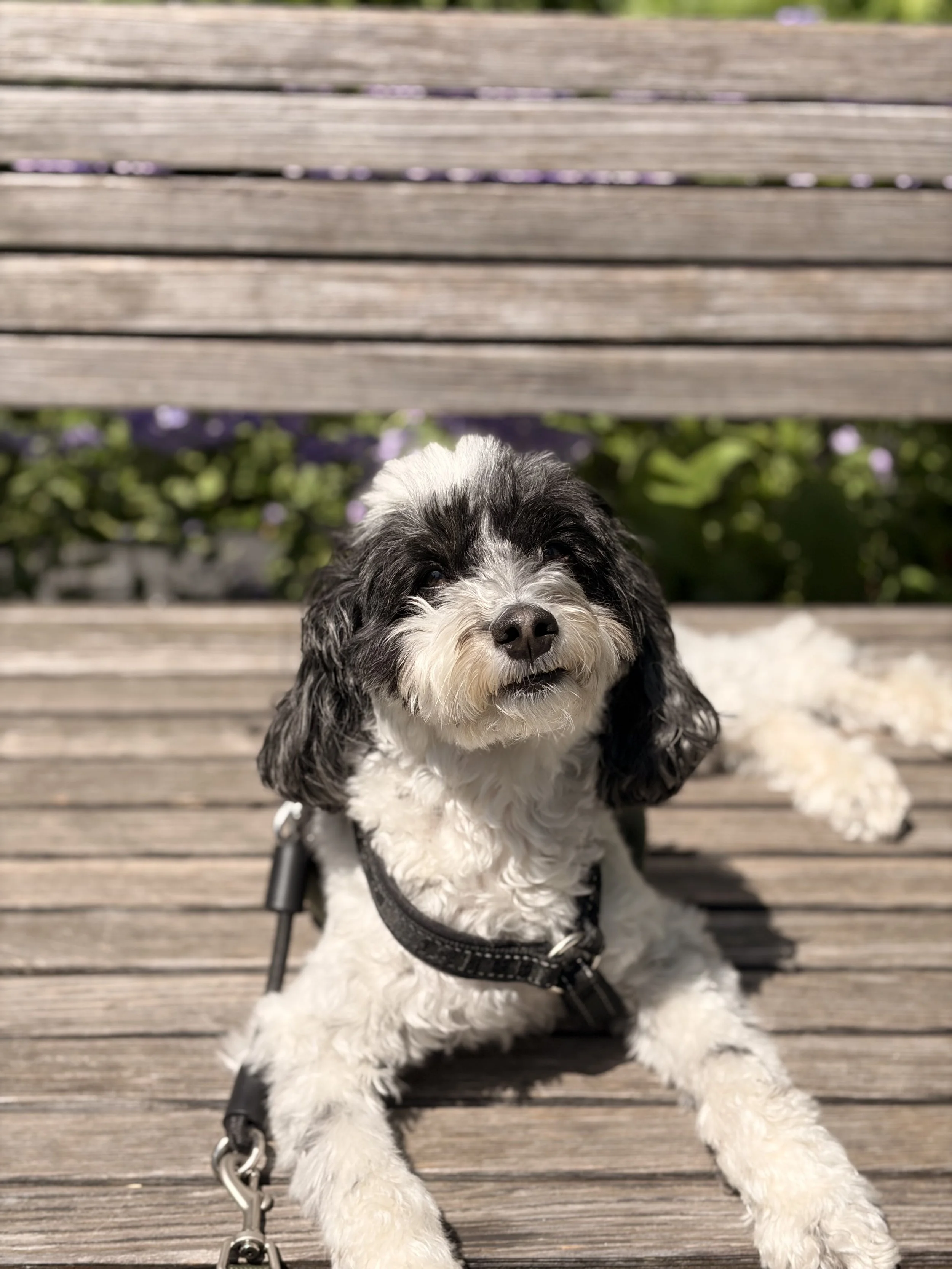 A black and white puppy sitting on a wooden bench, wearing a black harness with a leash attached, with green foliage and purple flowers in the background.