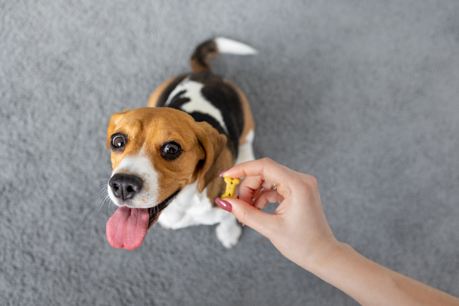 A brown and white Beagle with its mouth open being present a treat