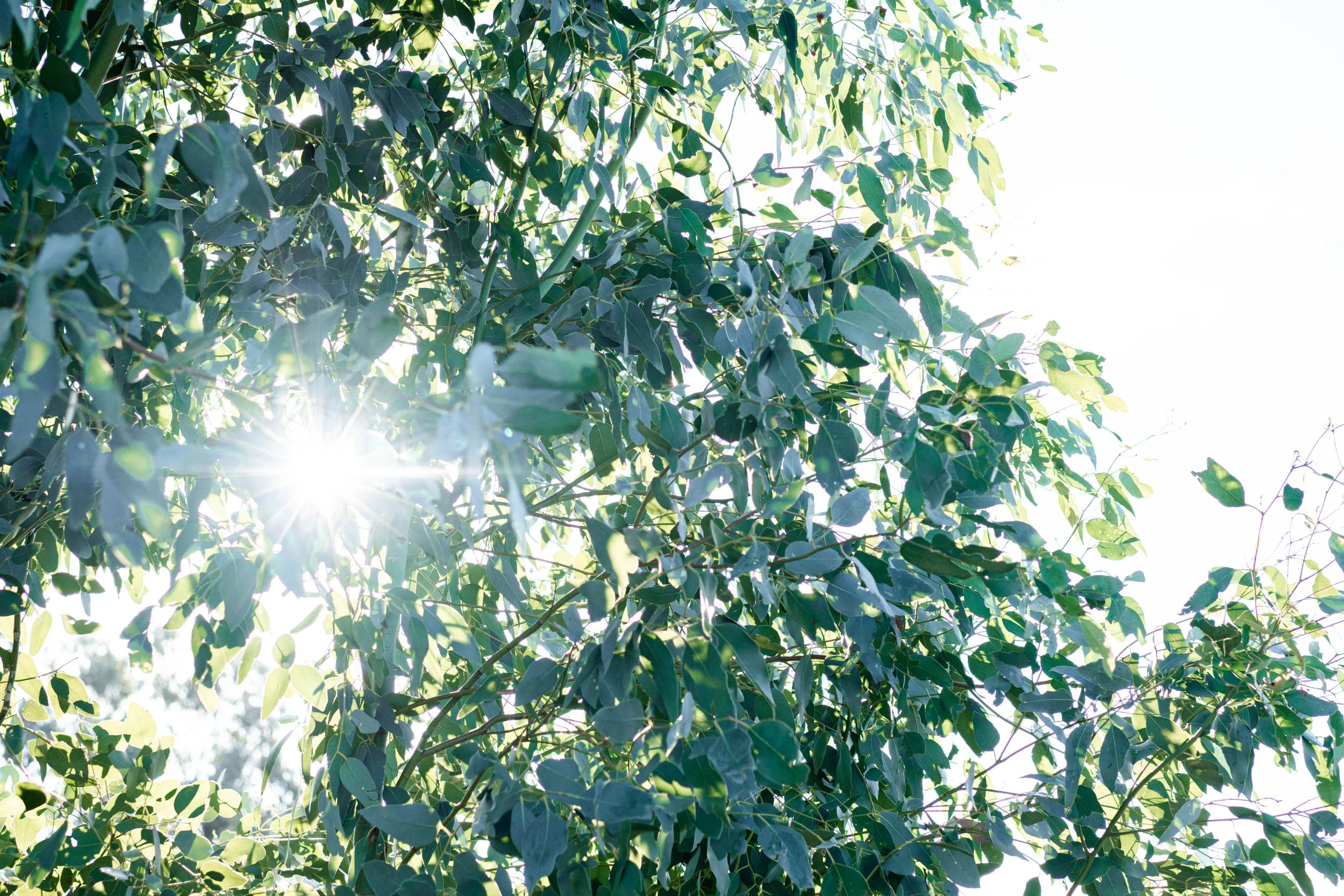 Bright sunlight shining through green leafy tree branches against a bright sky.