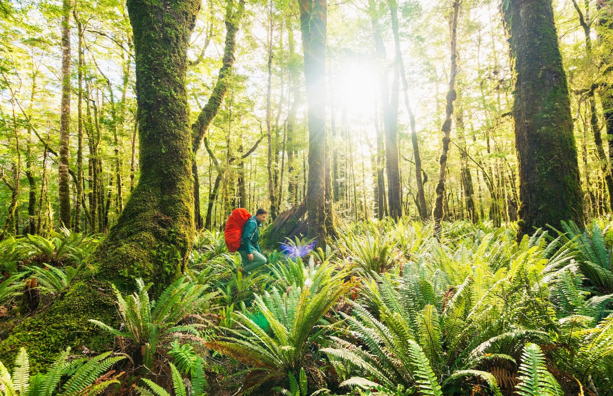 Hiking through the Routeburn beech forest.