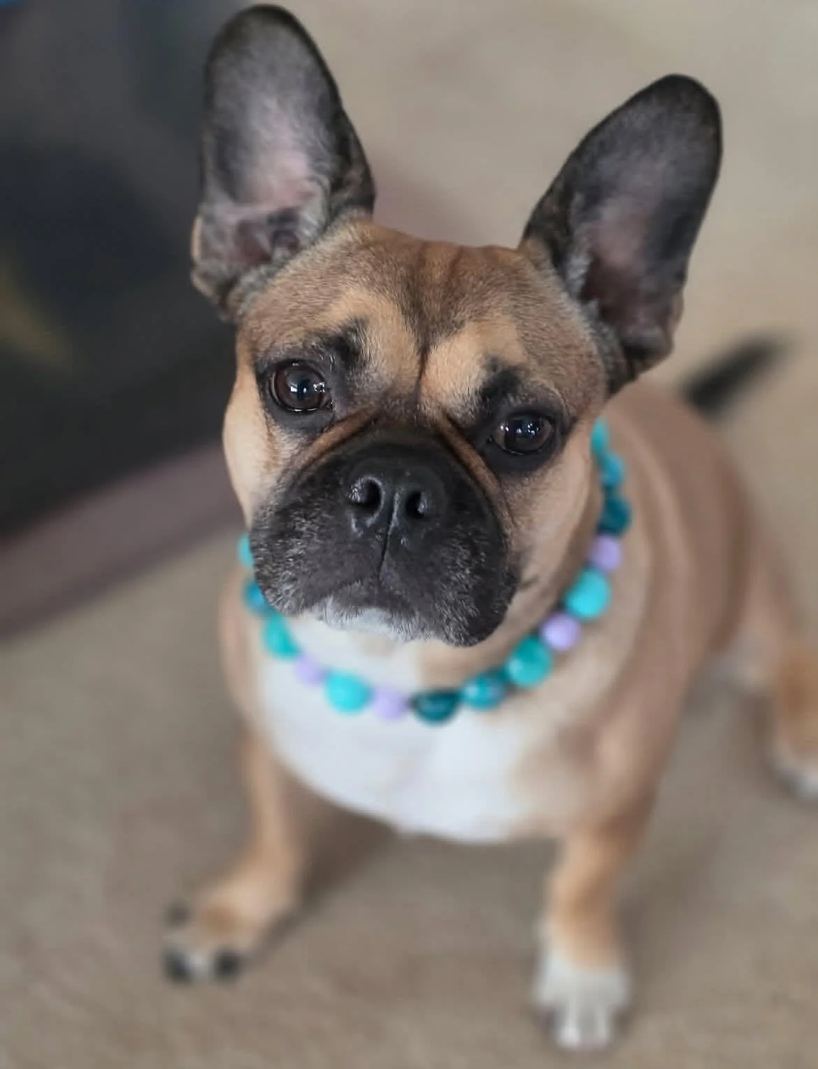 Popnco Beaded Pet Collars
@Harris Barn