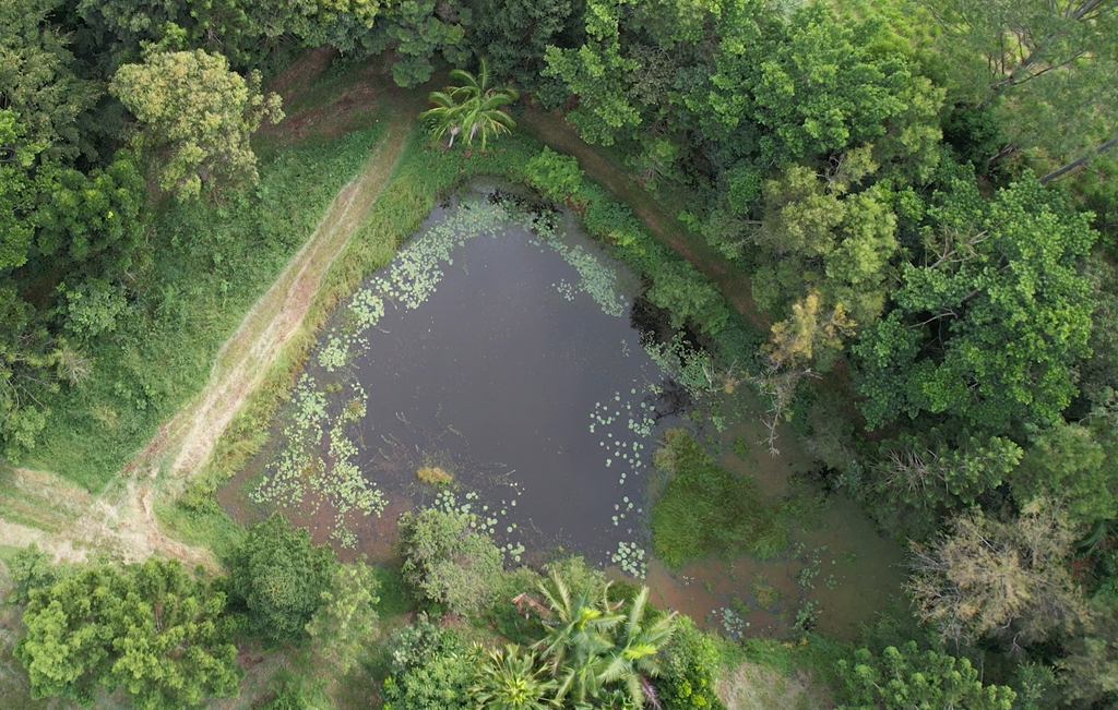 Natural Swimming Pool Workshop