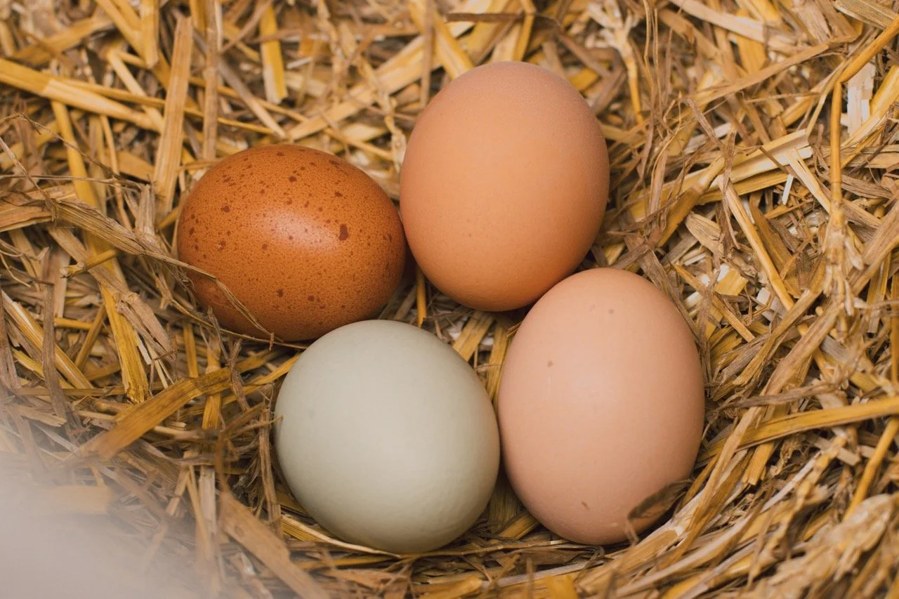 Dozen Fresh Chicken Eggs
