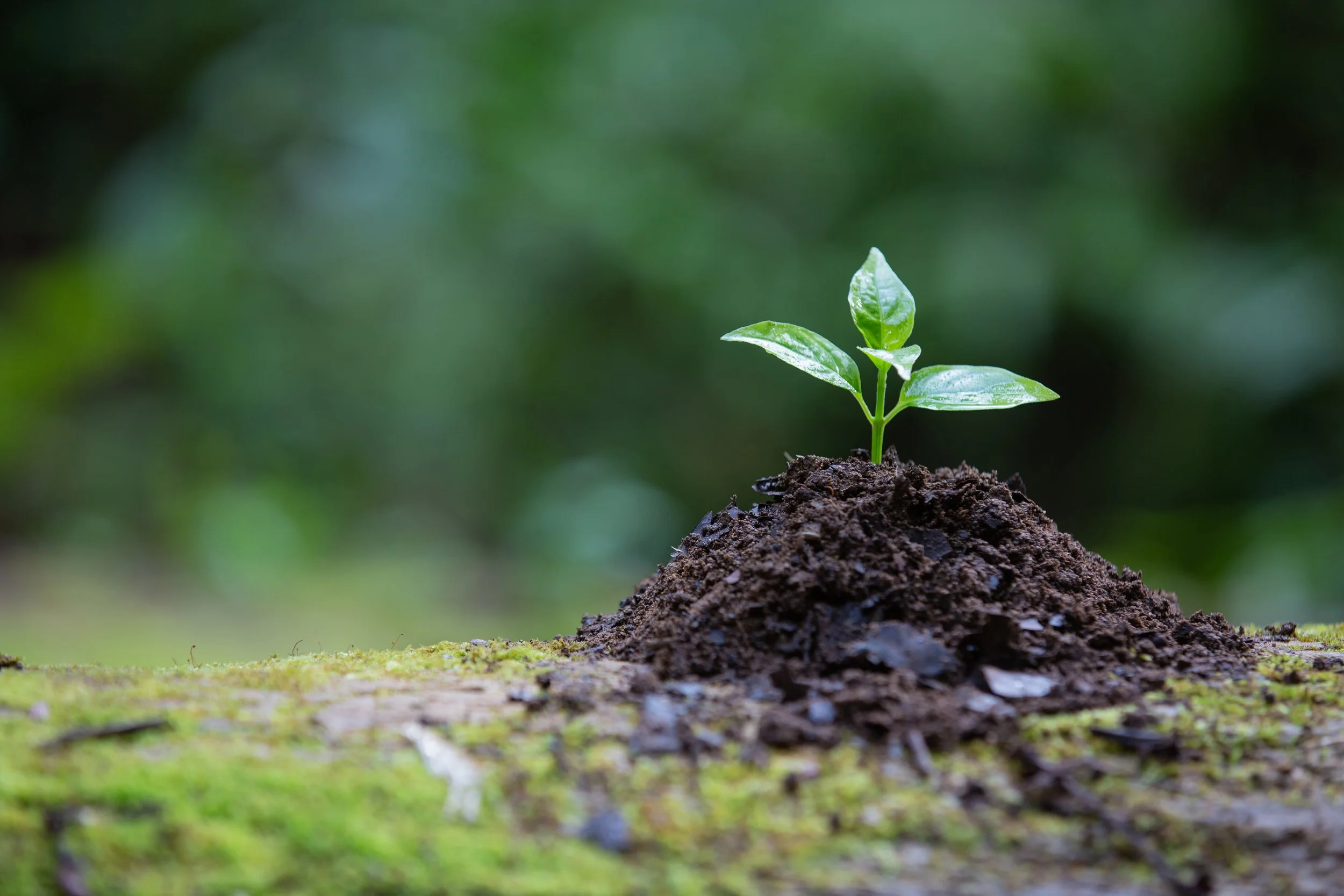 Young green plant with four leaves growing from dark soil, with a blurred green background.