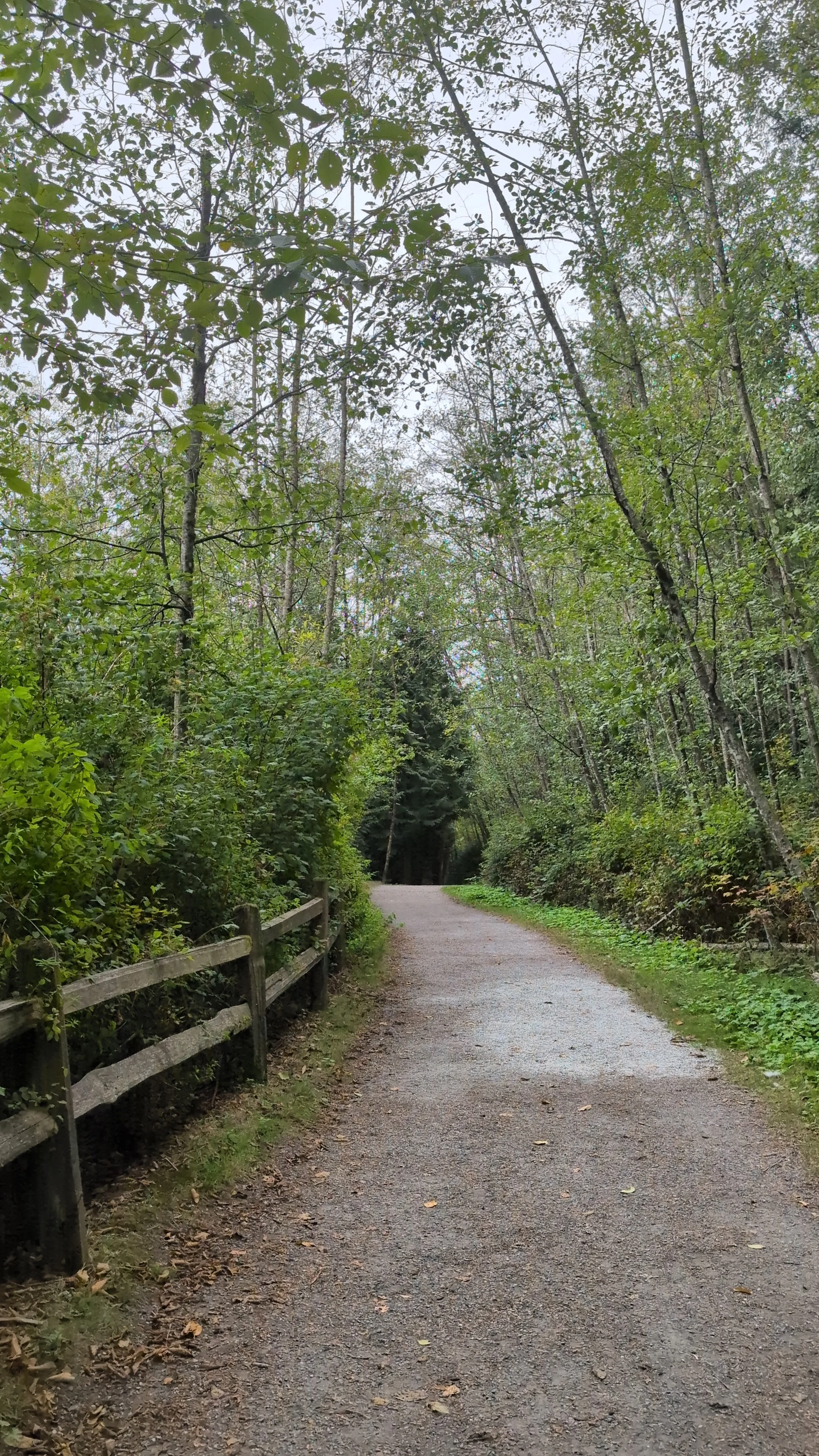 Wooded path in British Columbia representing healing from intergenerational and relational trauma.
