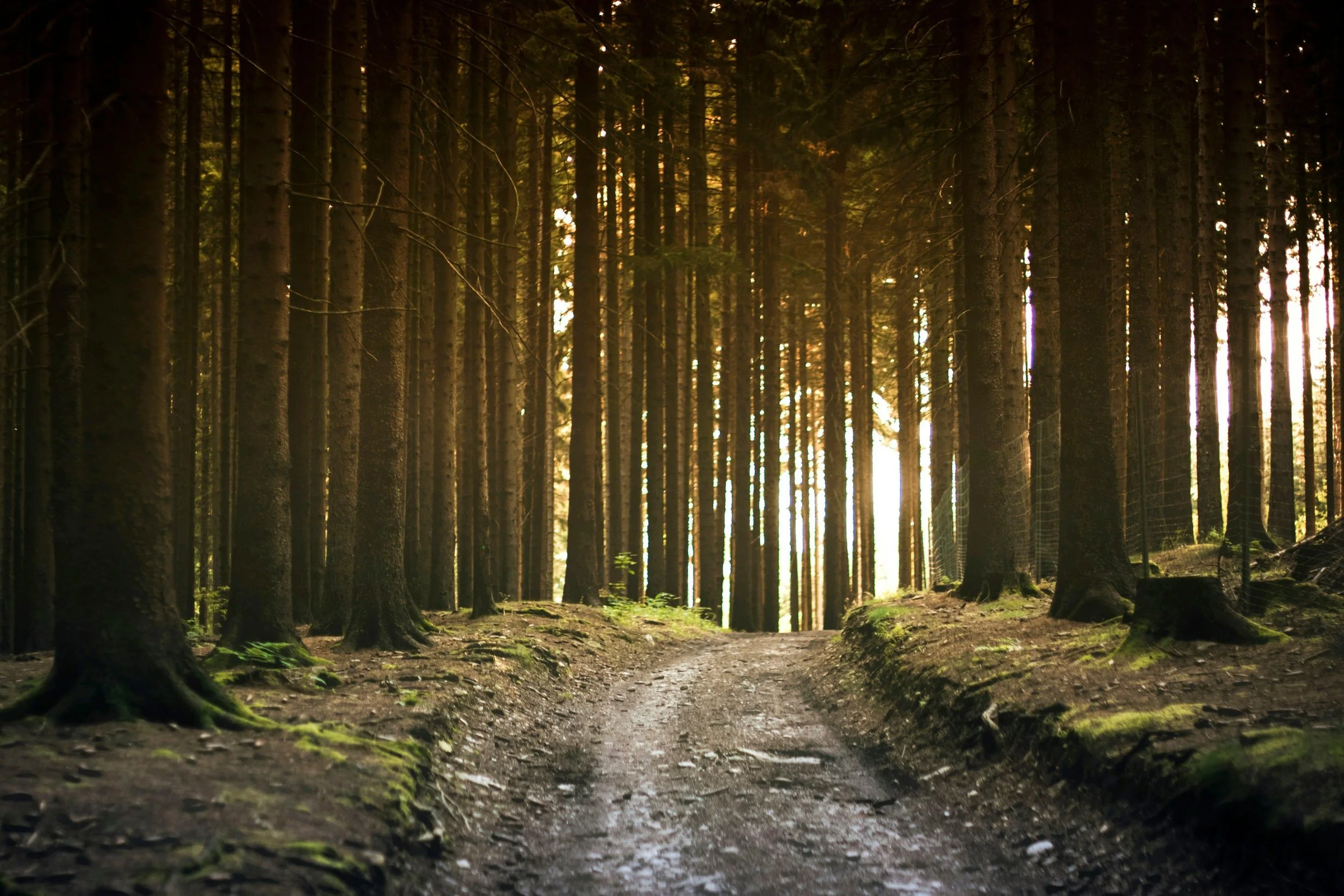 EMDR Therapy, Trauma focused therapy, Surrey, Vancouver, Pitt Meadows, Maple Ridge, Abbotsford, Chilliwack, Christian Therapist, Jesus, collaborative, culturally sensitive, identity, healing journey, counselling in BC, client centered, mental health