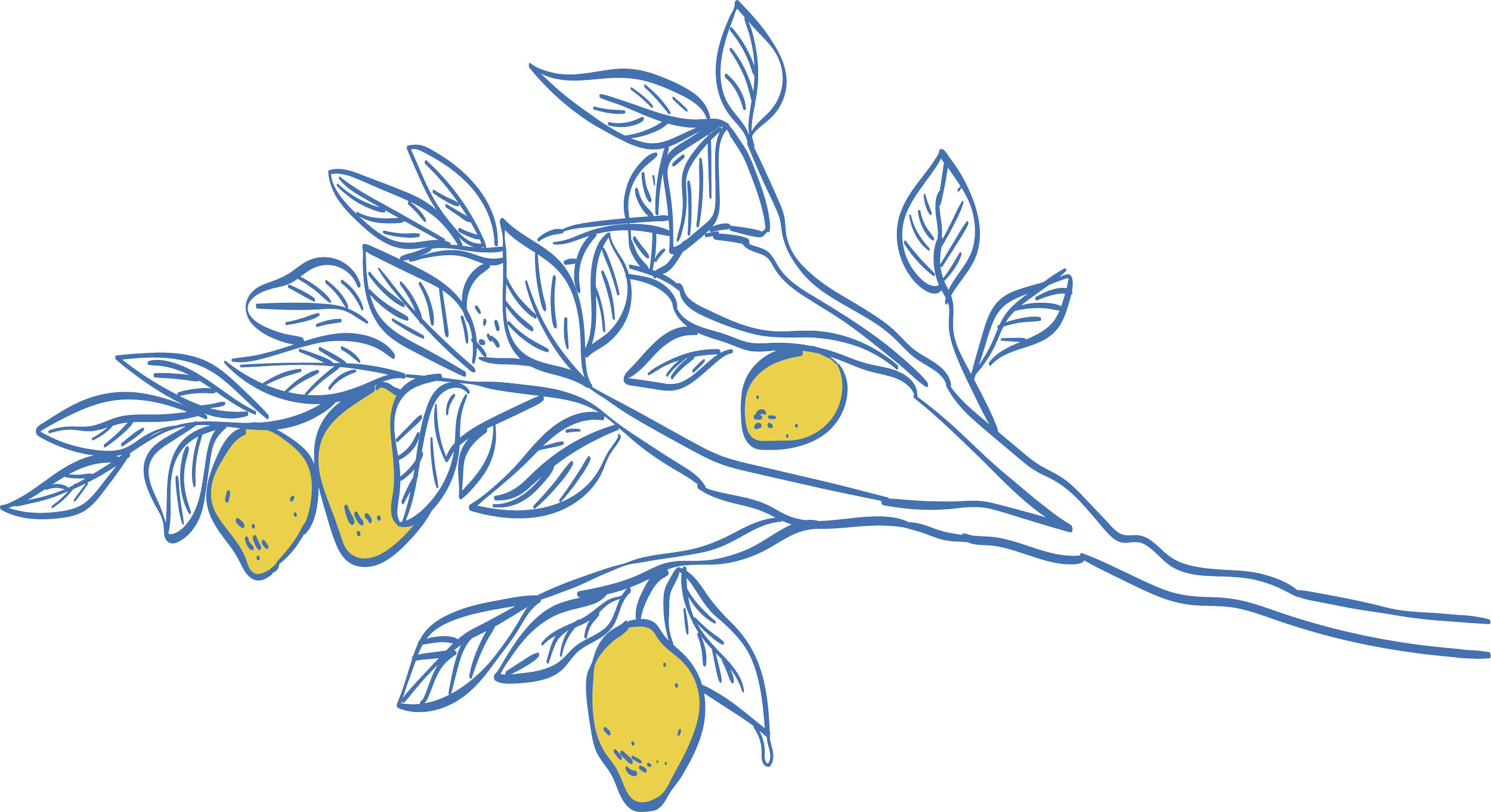 Line drawing of lemon branches with leaves and three lemons.