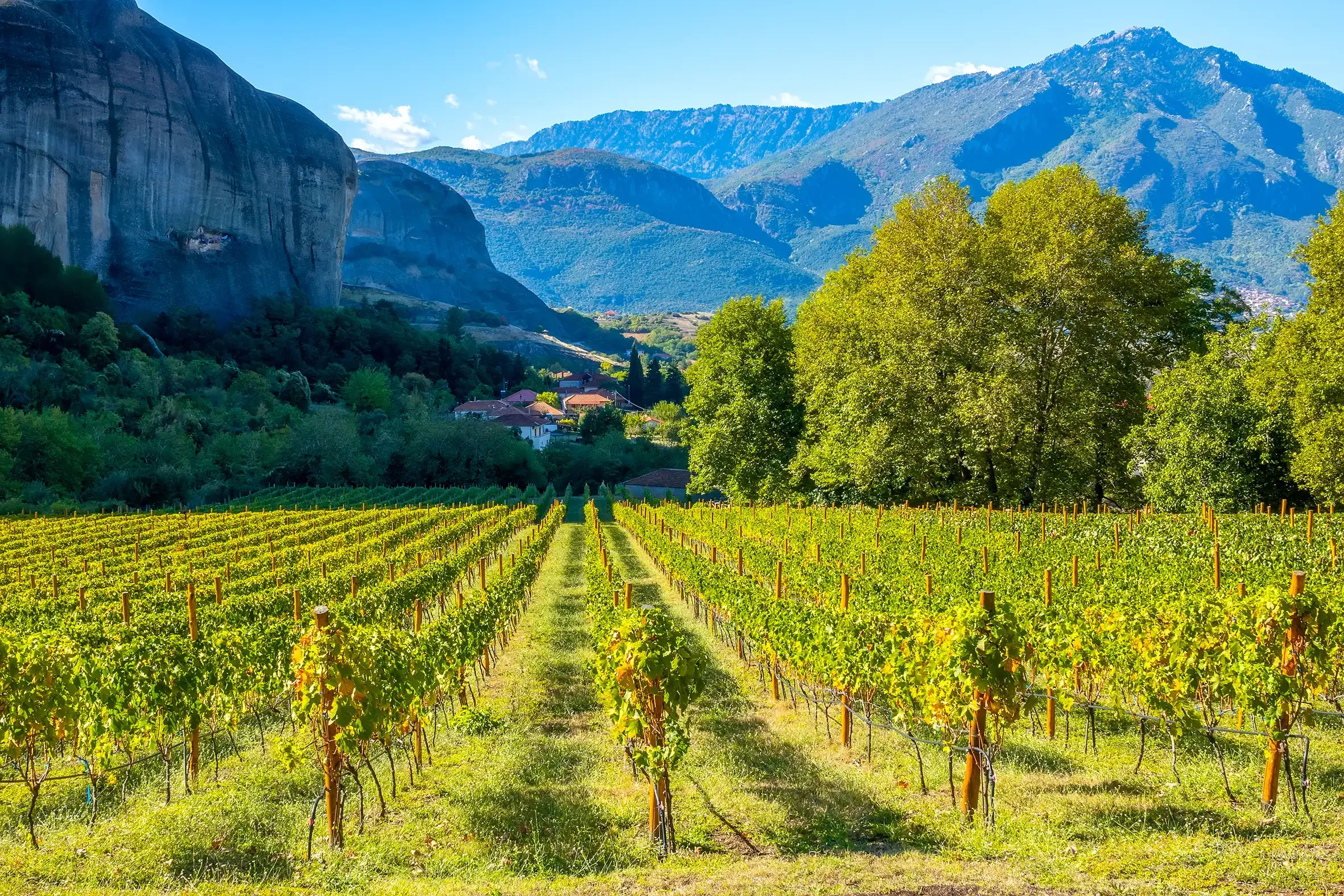 Greek Vineyard with rows of grapevines in the foreground, lush green trees on the right, a small village with houses nearby, and a mountain range in the background under a clear blue sky.