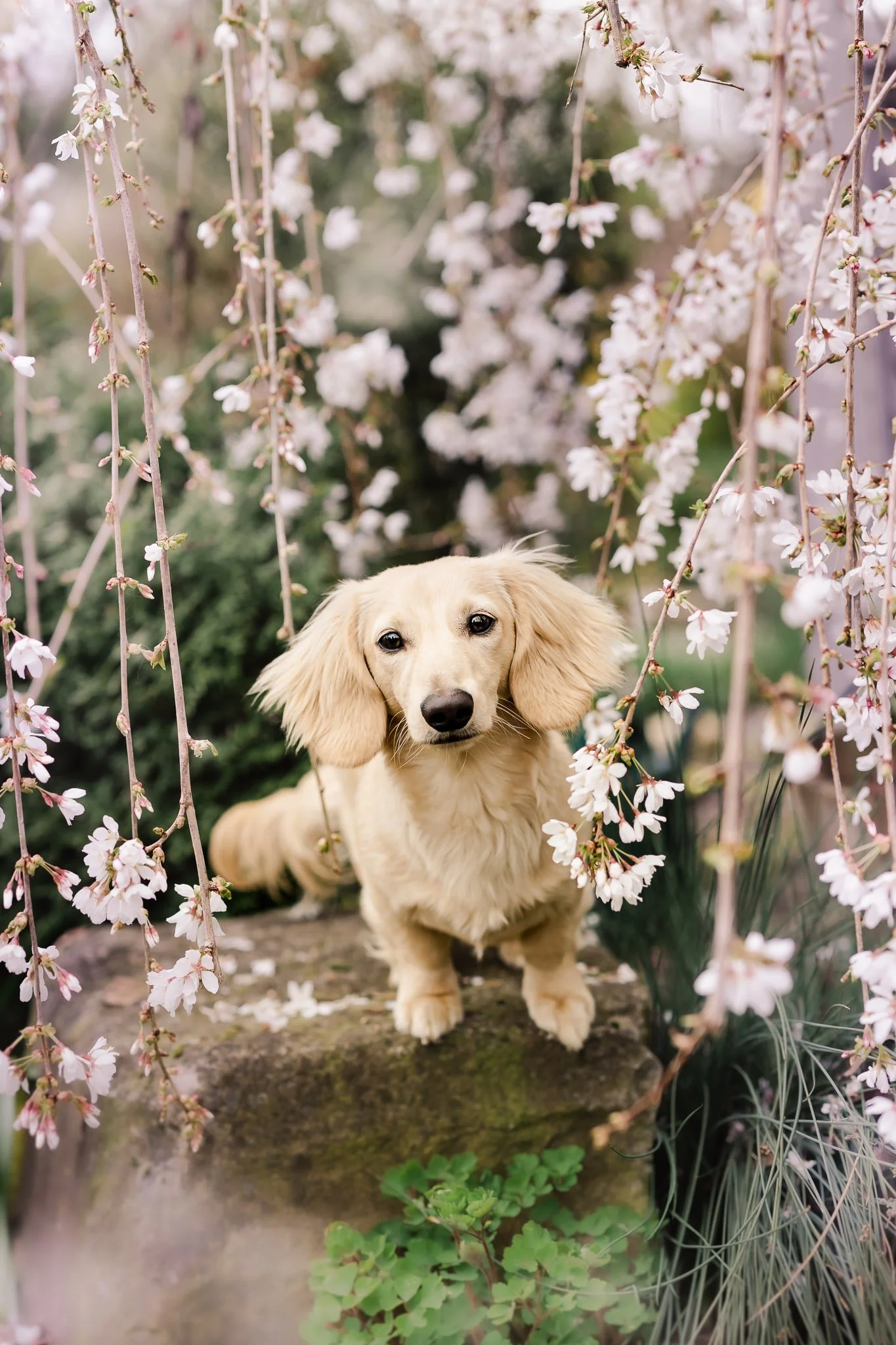 2026 Dog Miniature Dachshund-31.jpg