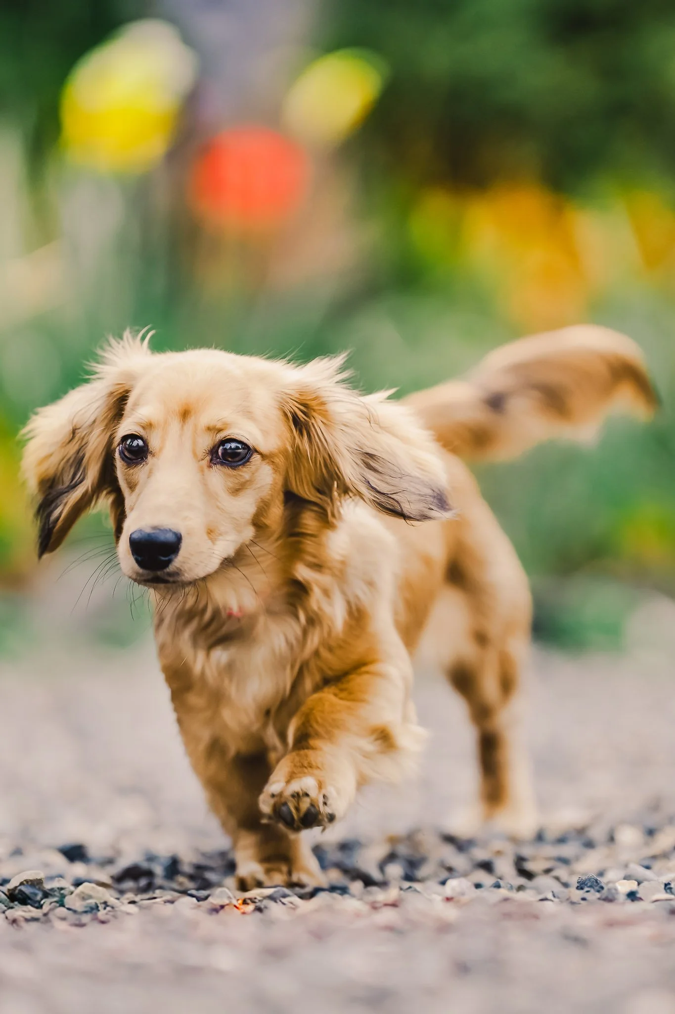 2026 Dog Miniature Dachshund-11.jpg