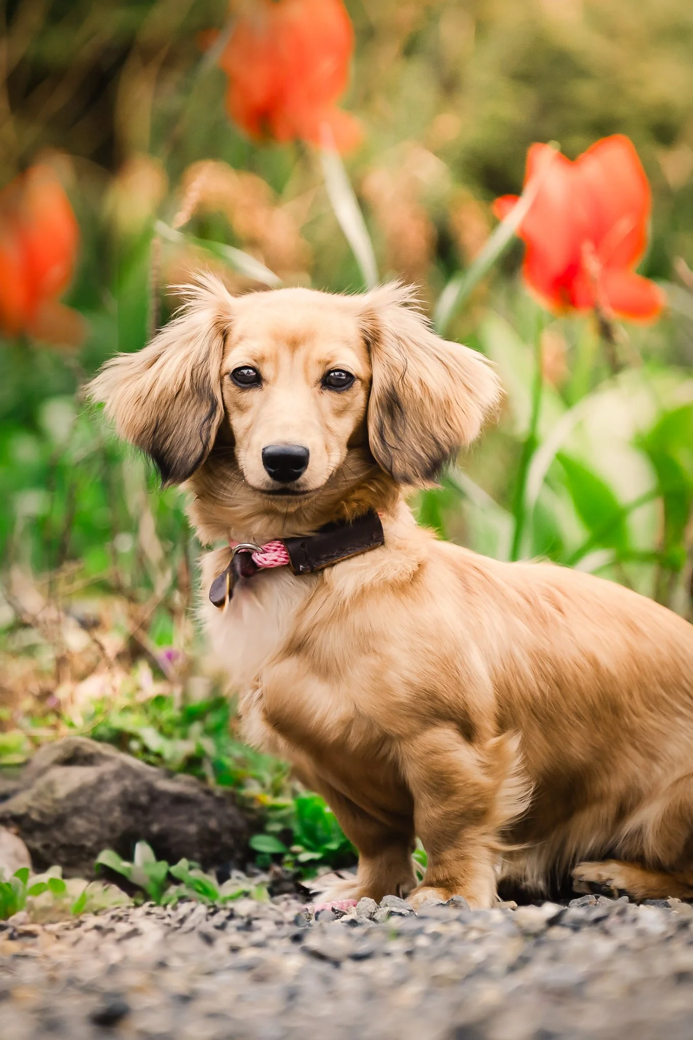 2026 Dog Miniature Dachshund-3.jpg