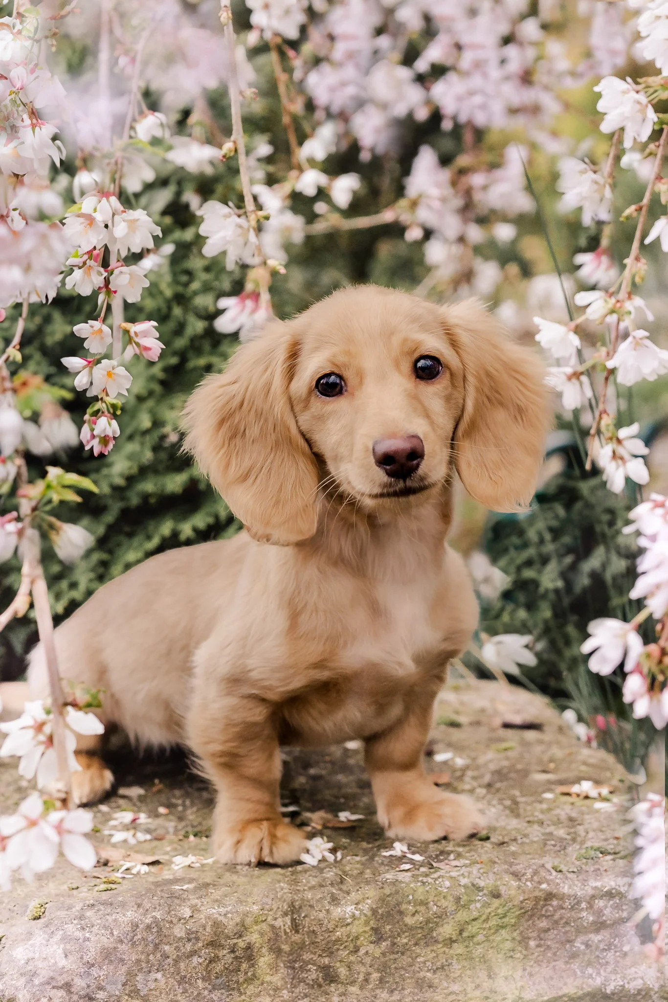 2026 Dog Miniature Dachshund-42.jpg