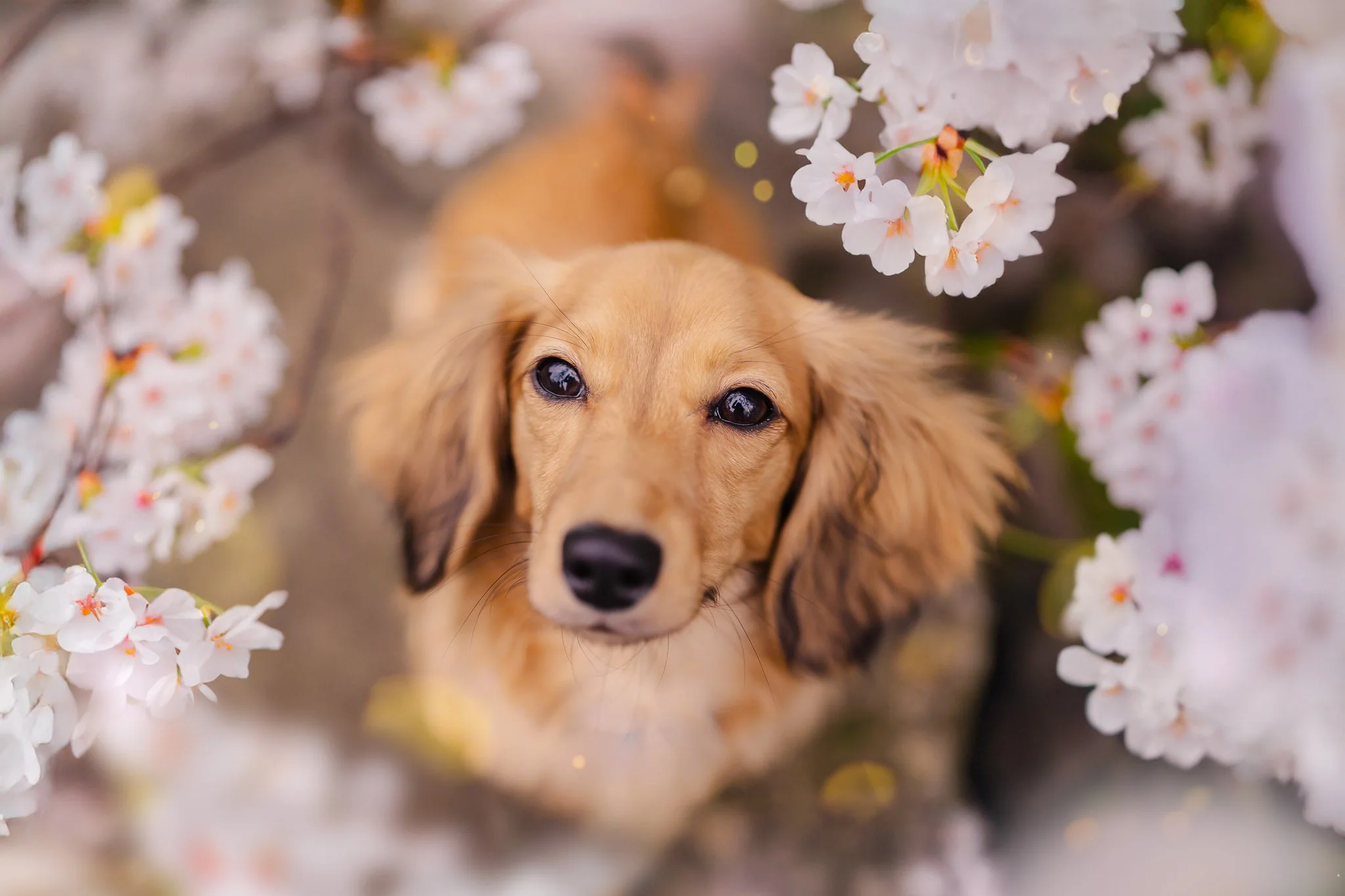 2026 Dog Miniature Dachshund-45.jpg