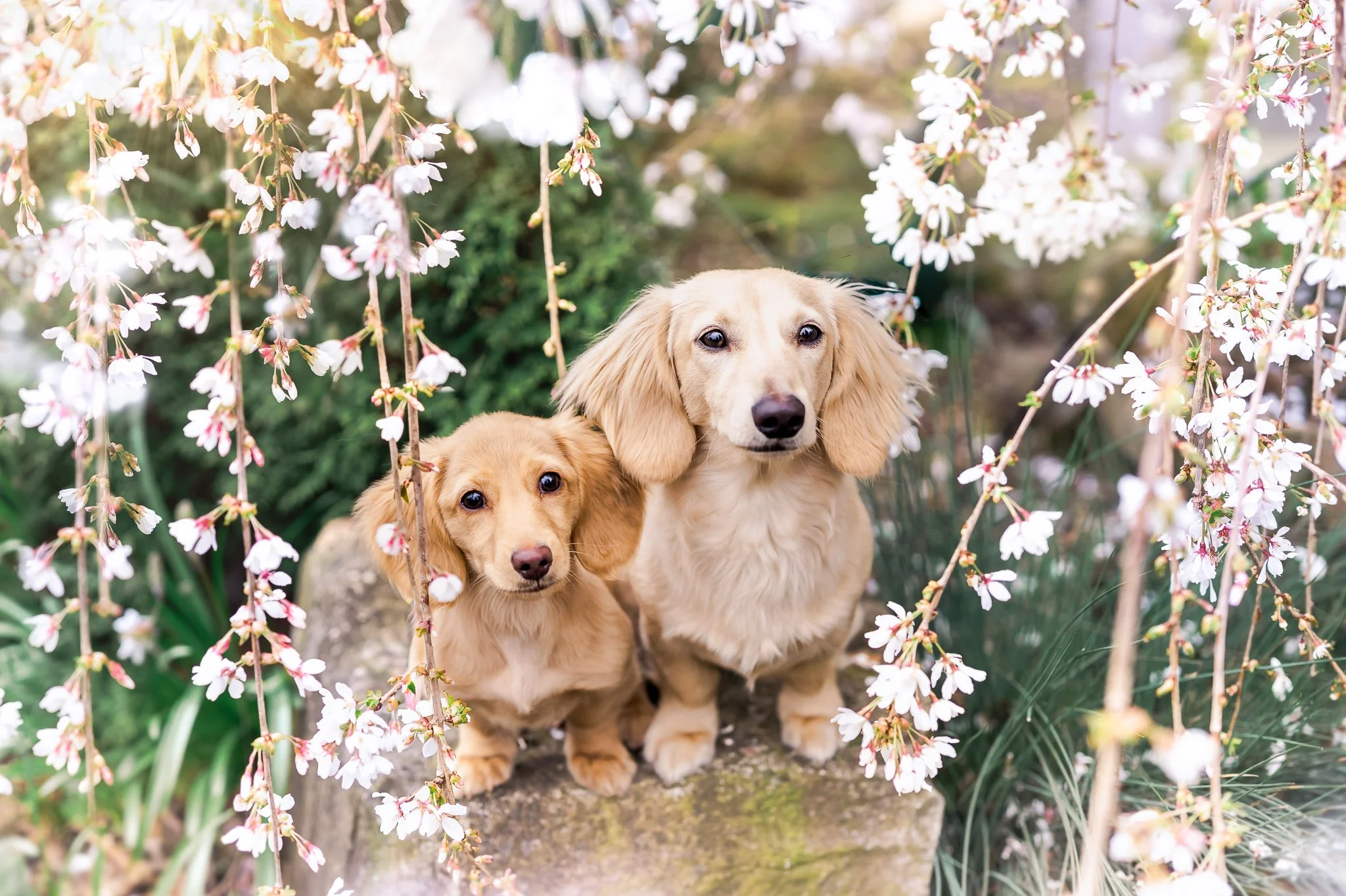 2026 Dog Miniature Dachshund-39.jpg