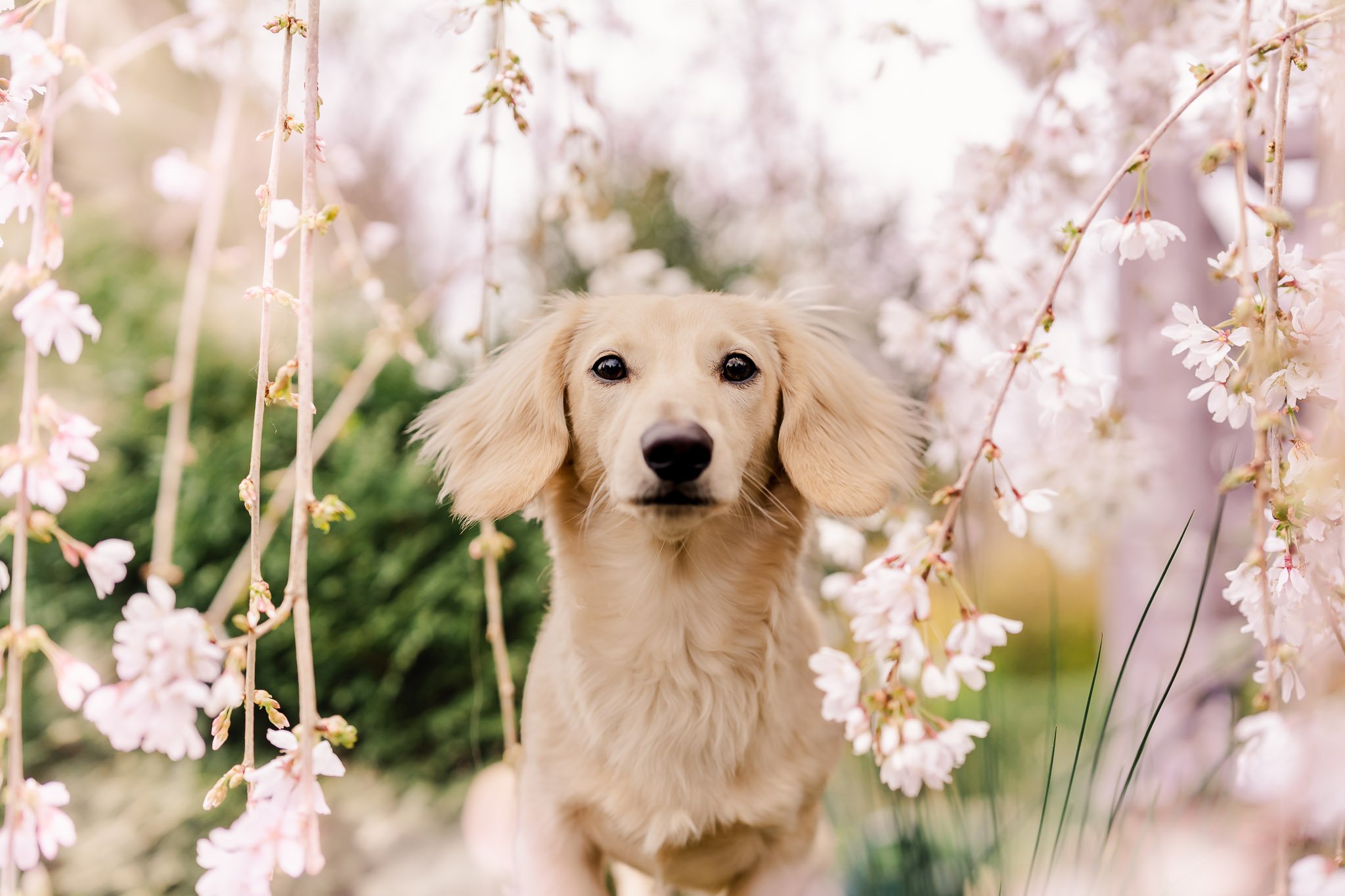 2026 Dog Miniature Dachshund-35.jpg