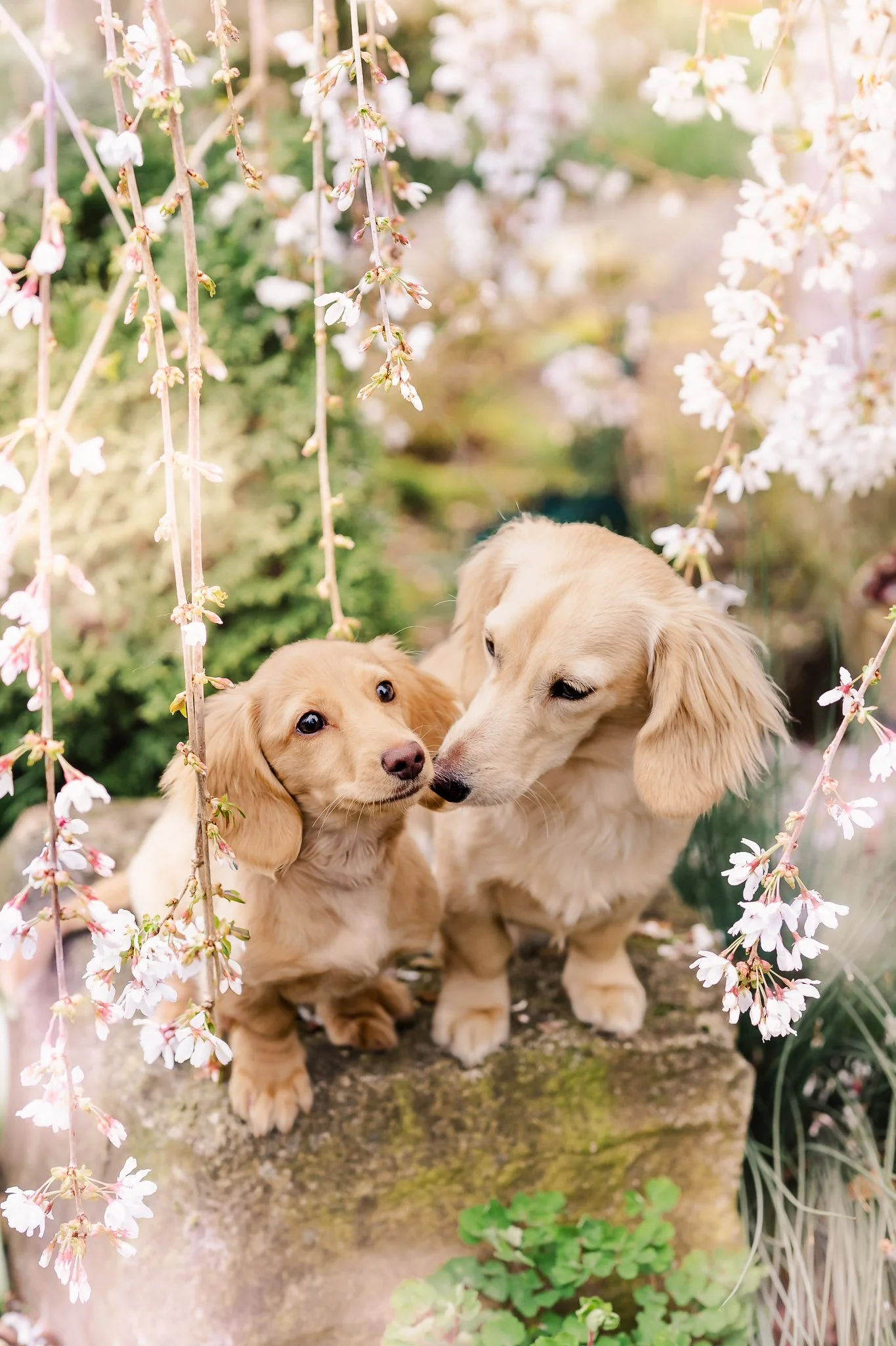 2026 Dog Miniature Dachshund-38.jpg