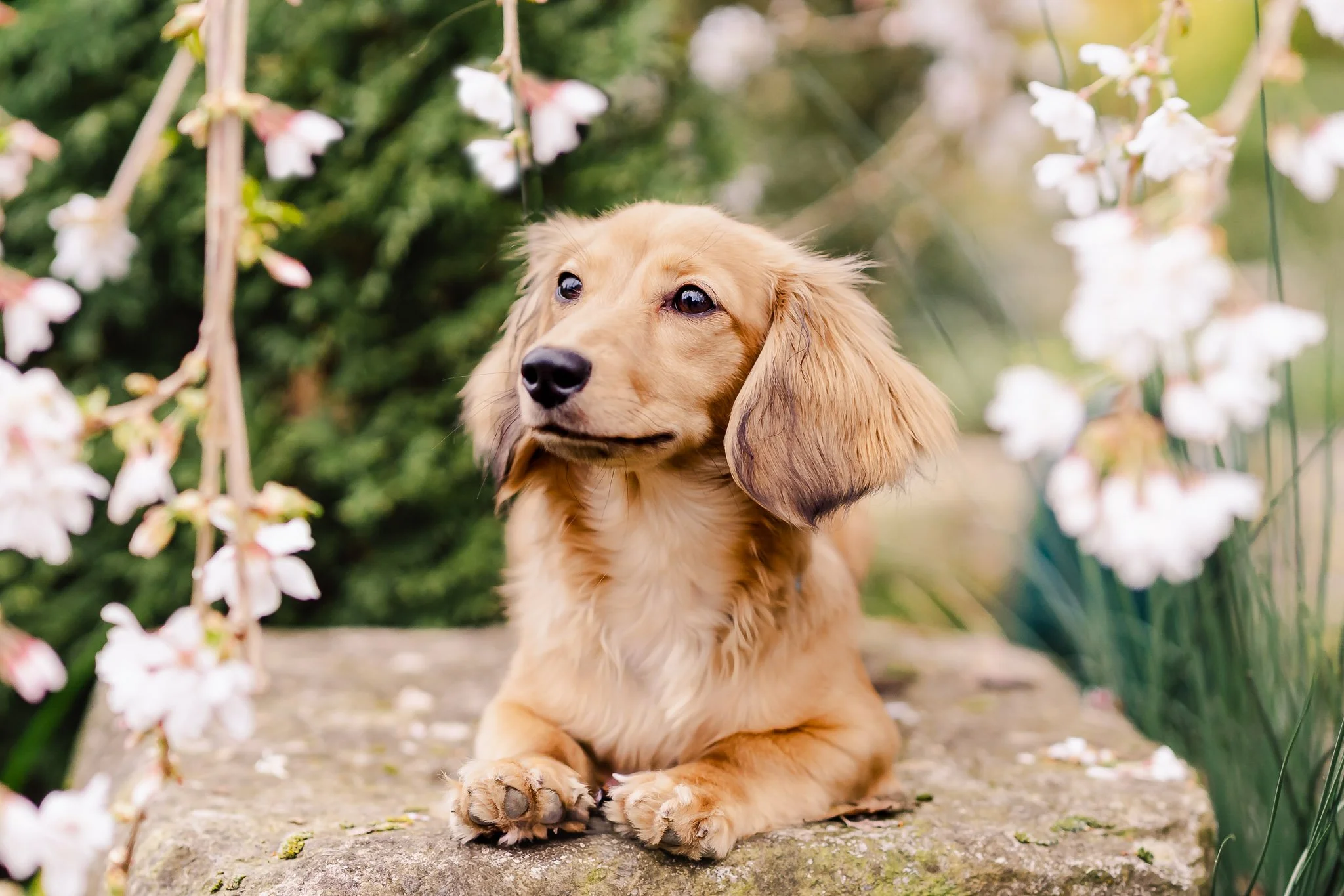 2026 Dog Miniature Dachshund-43.jpg