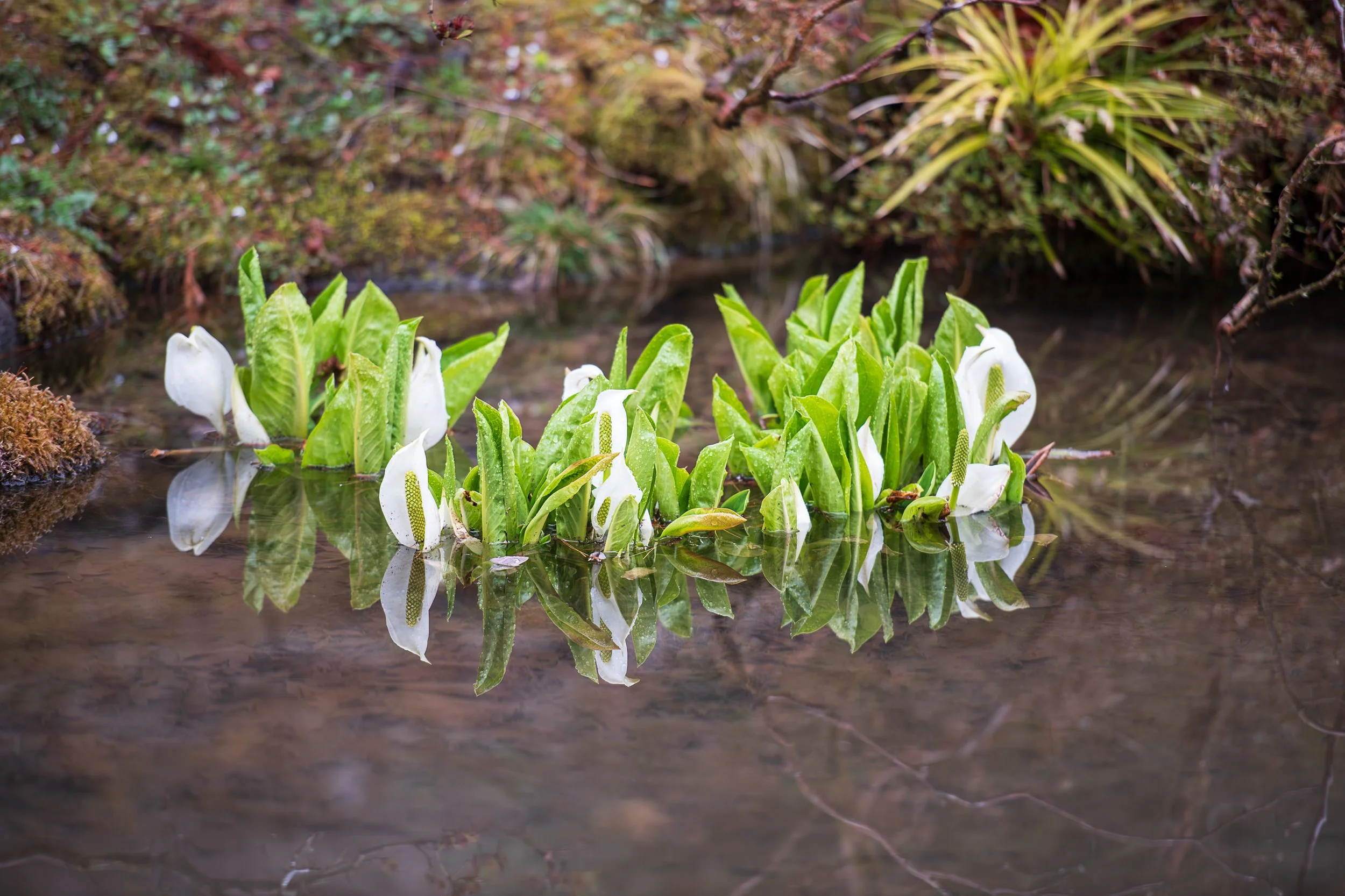 Flora Sequence--4.jpg