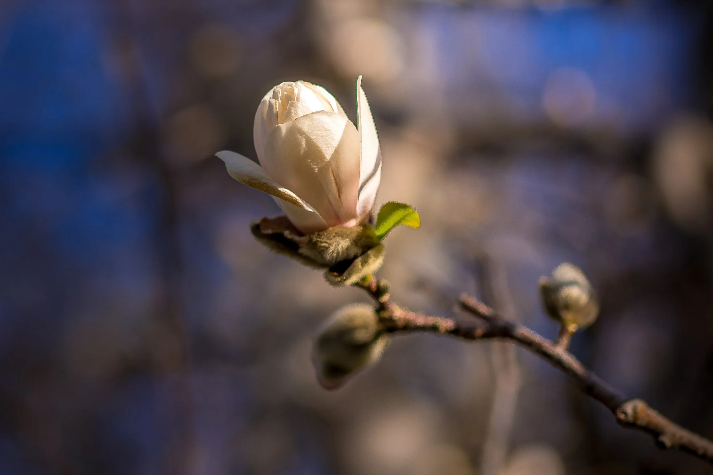 Flora Sequence-2-3.jpg
