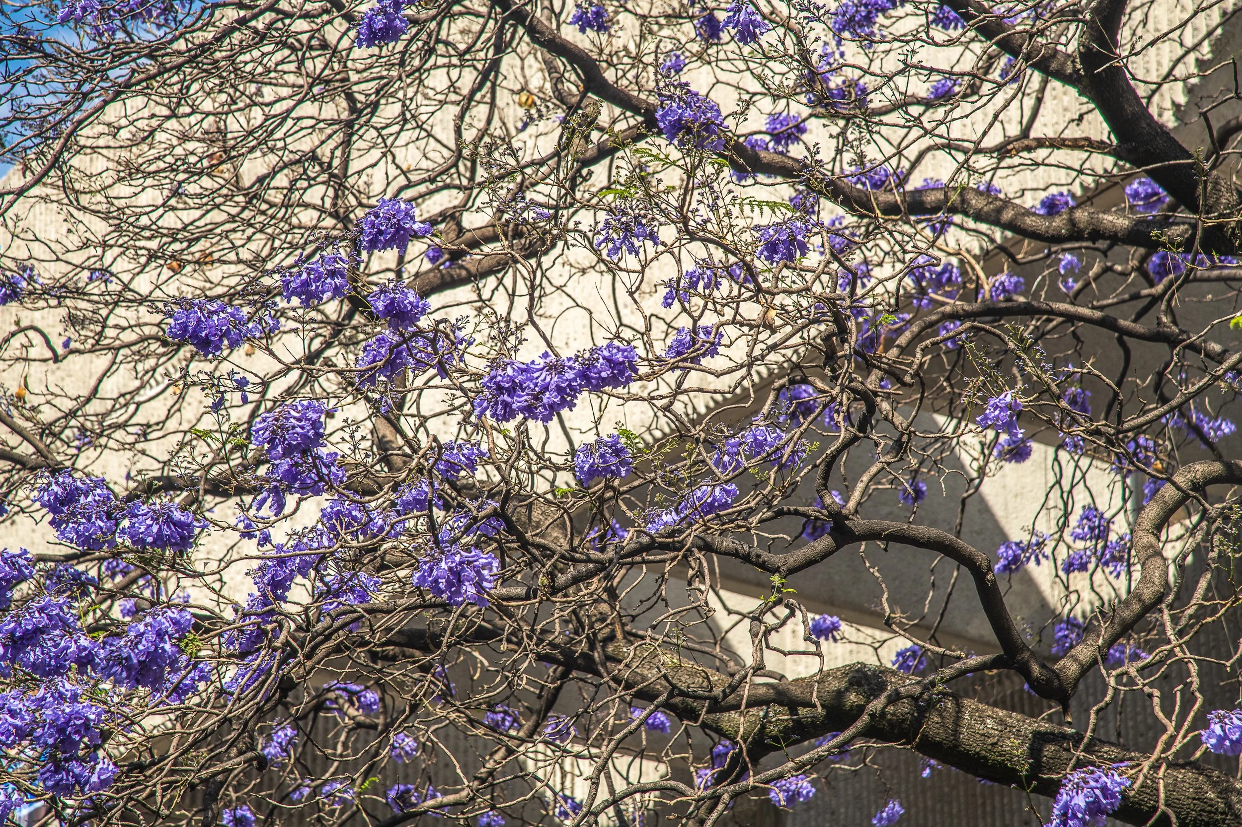 Flora Sequence-2-5.jpg