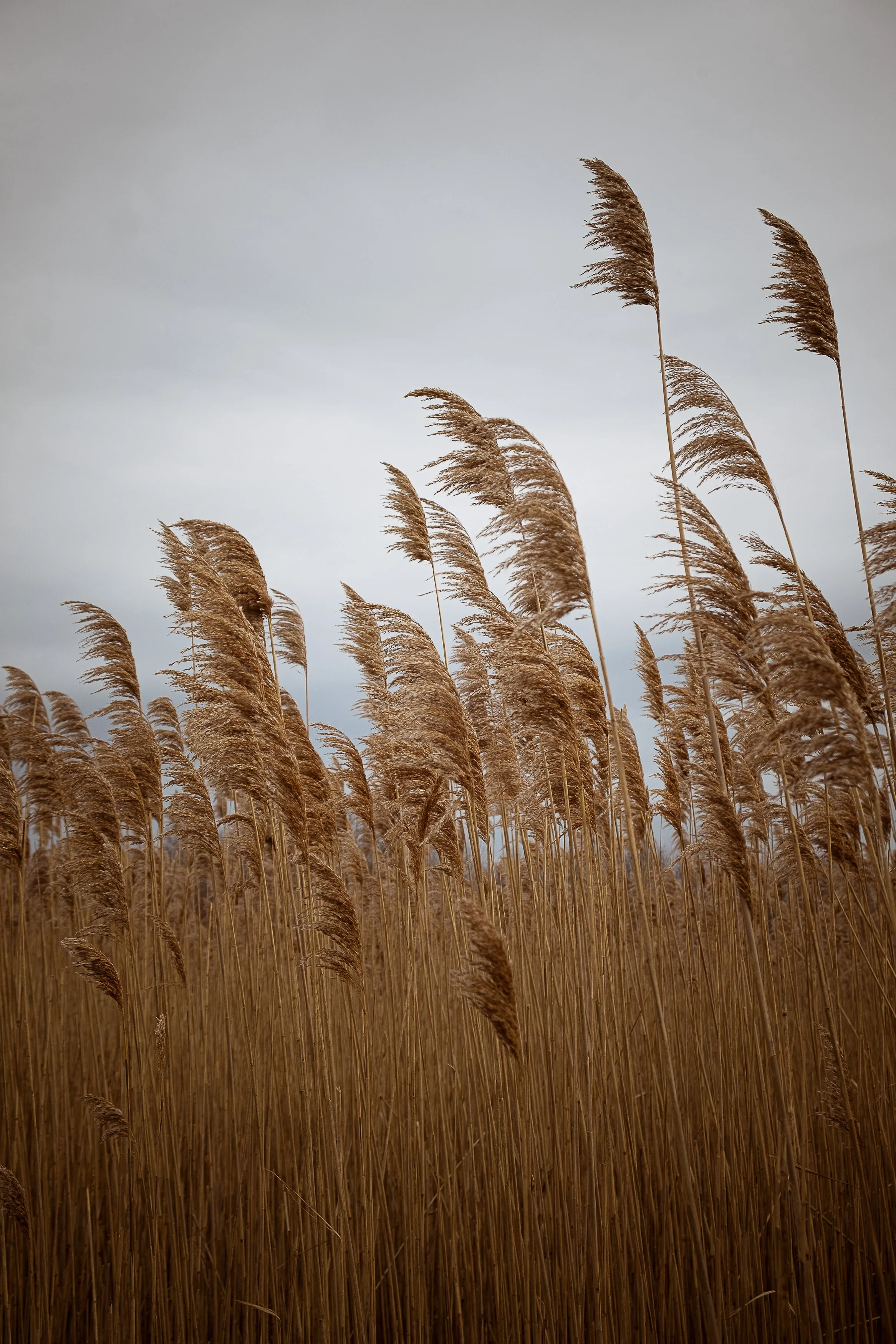 Flora Sequence-7423.jpg