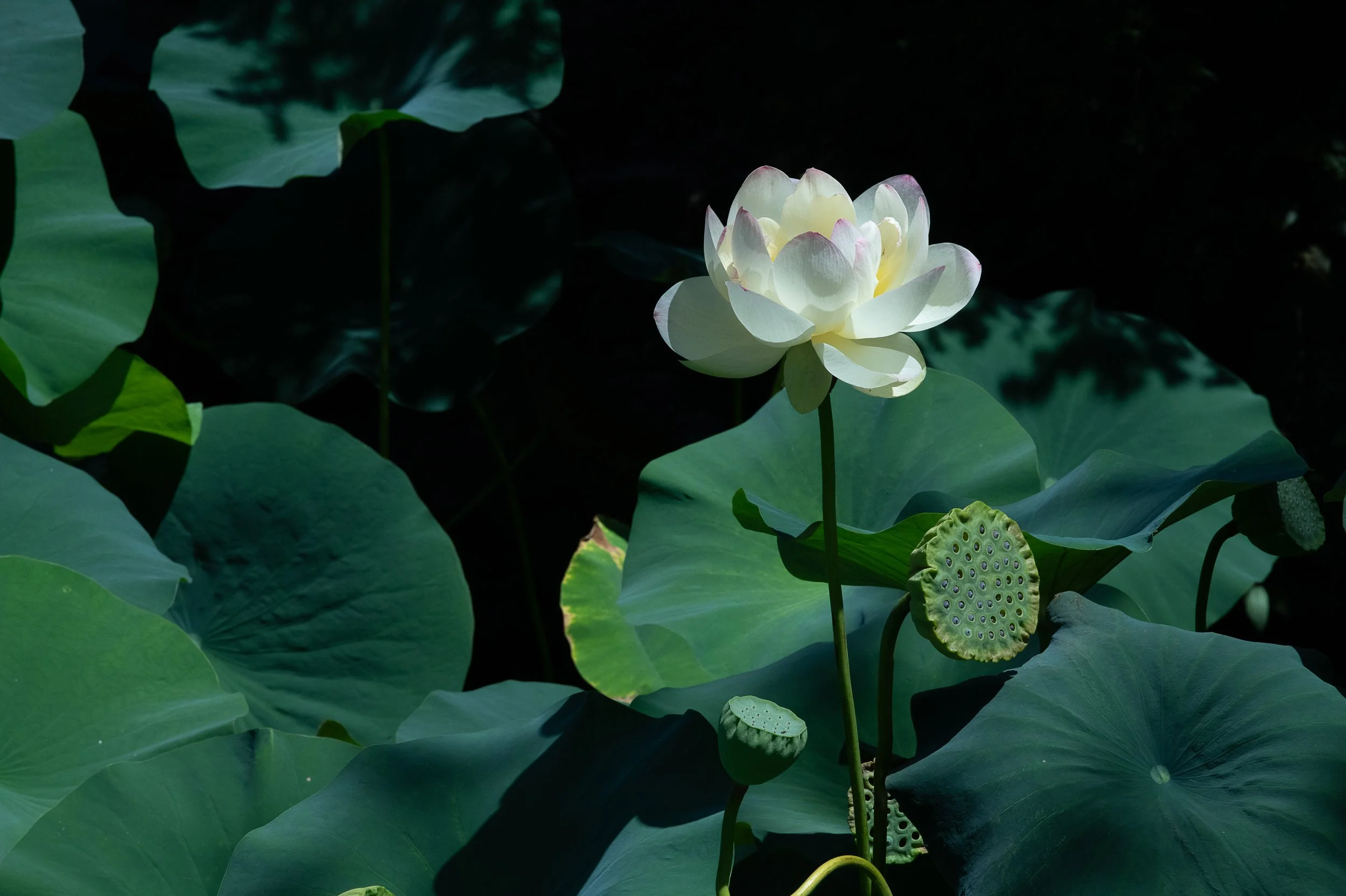 Flora Sequence-0733.jpg