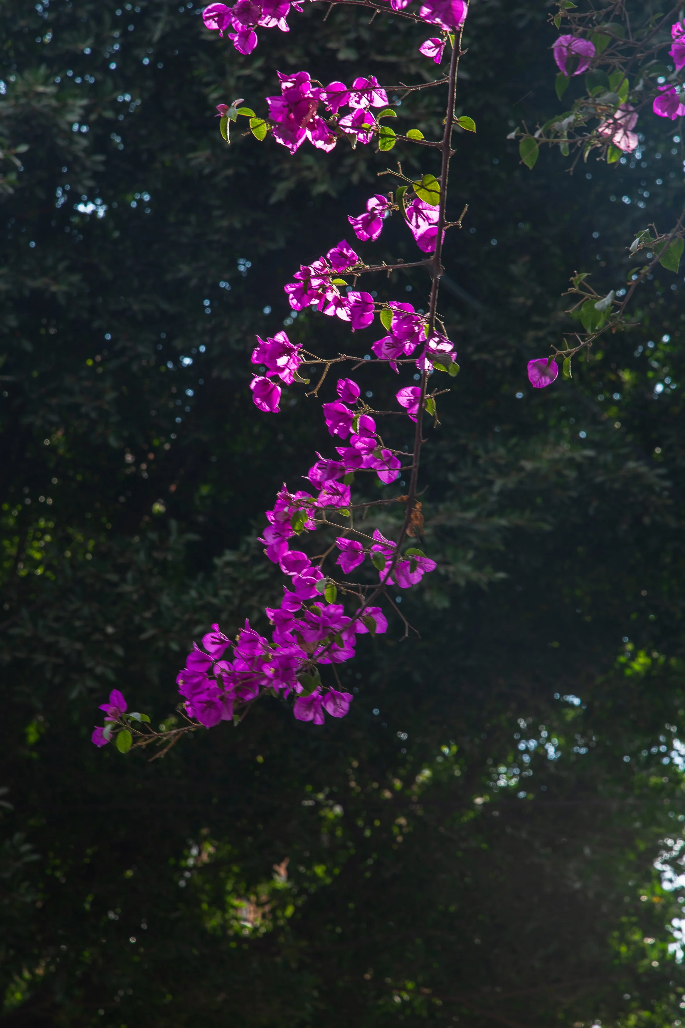 Flora Sequence-2-6.jpg