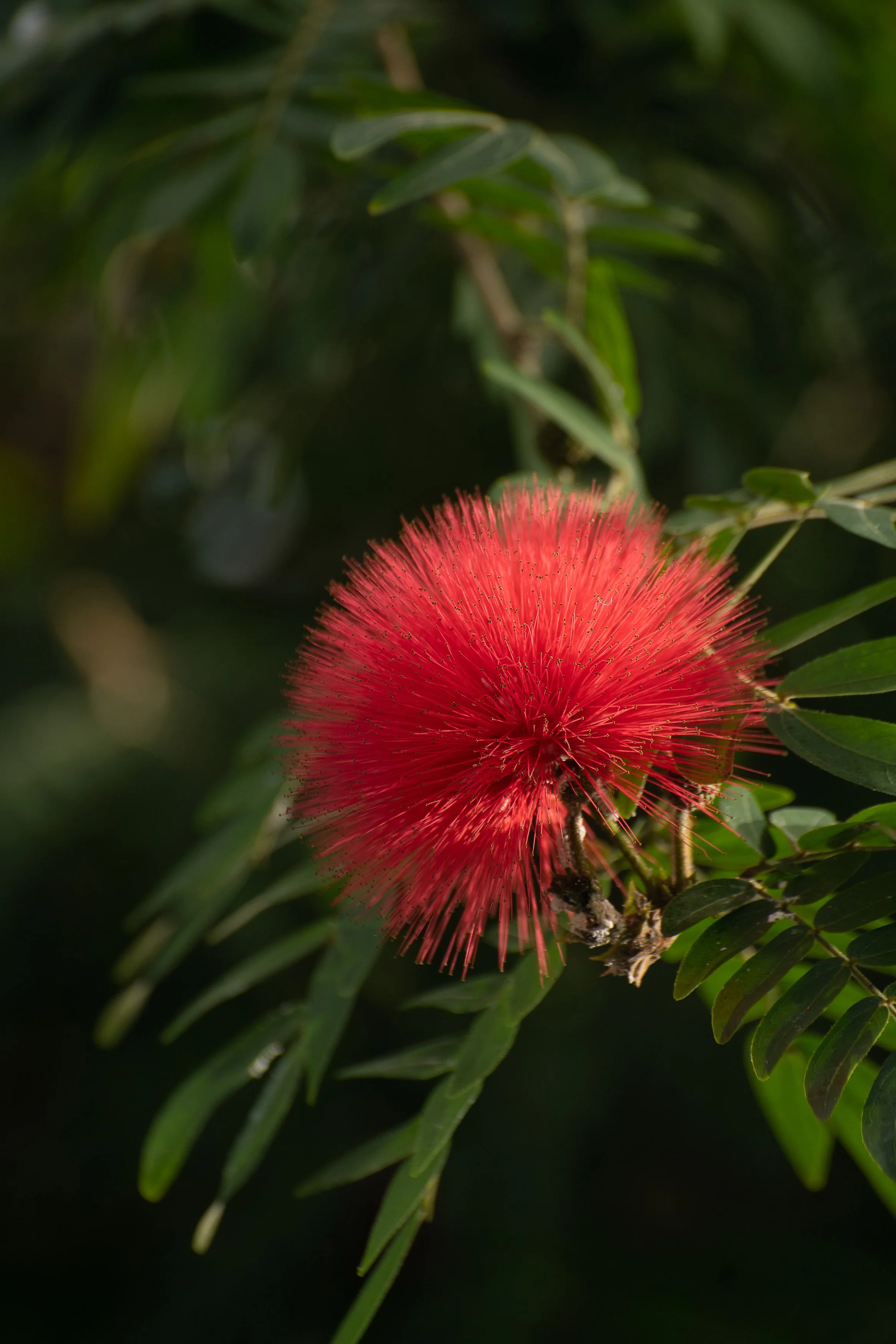Flora Sequence-6.jpg