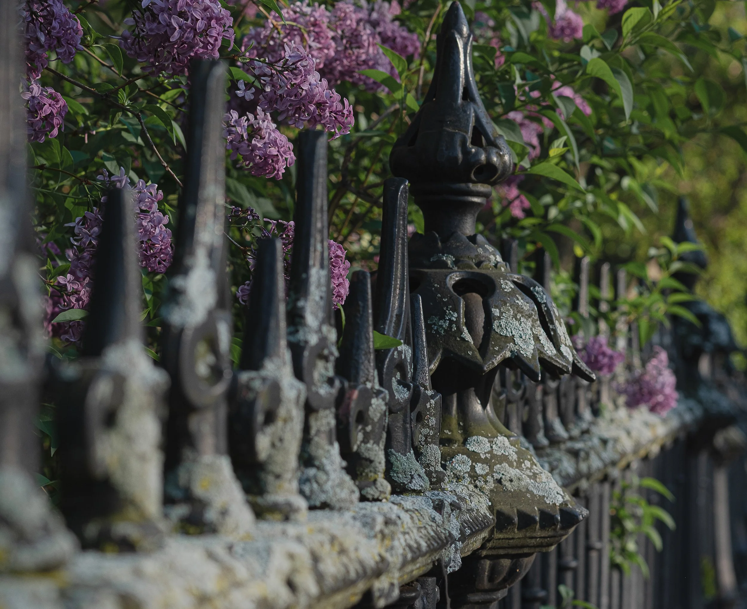 Flora Sequence-2-2.jpg