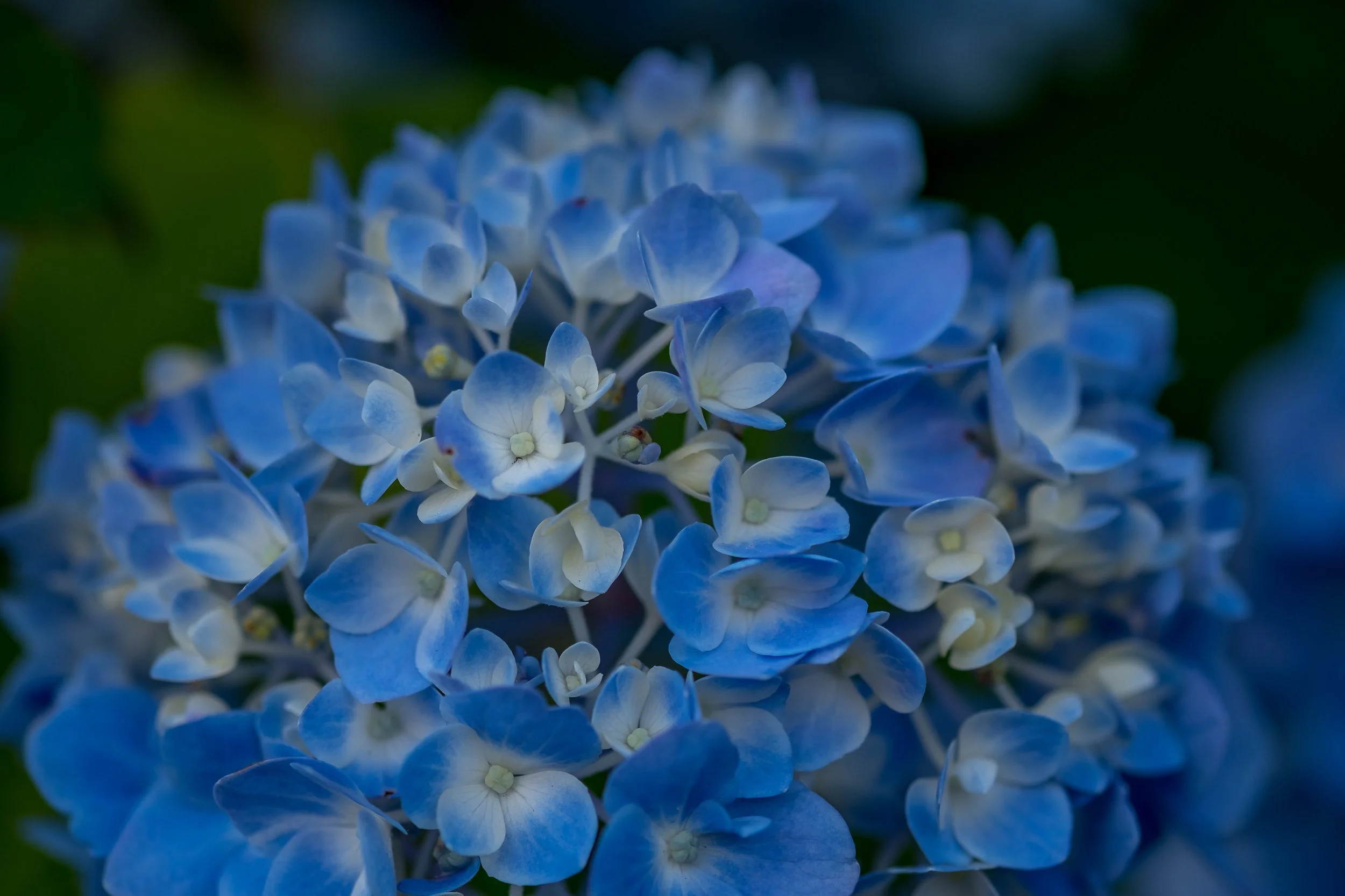 Flora Sequence-.jpg