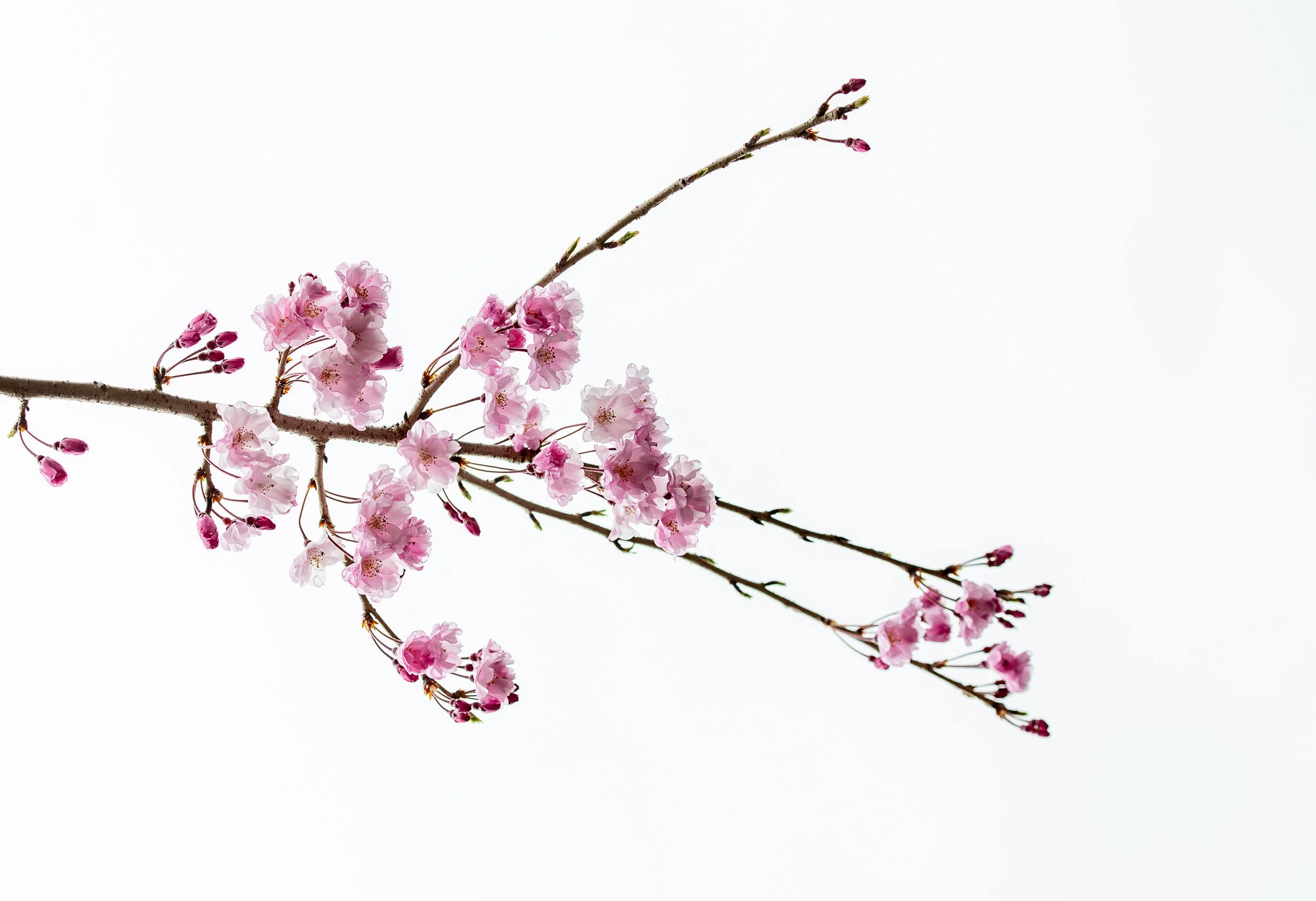 Flora Sequence-4221.jpg
