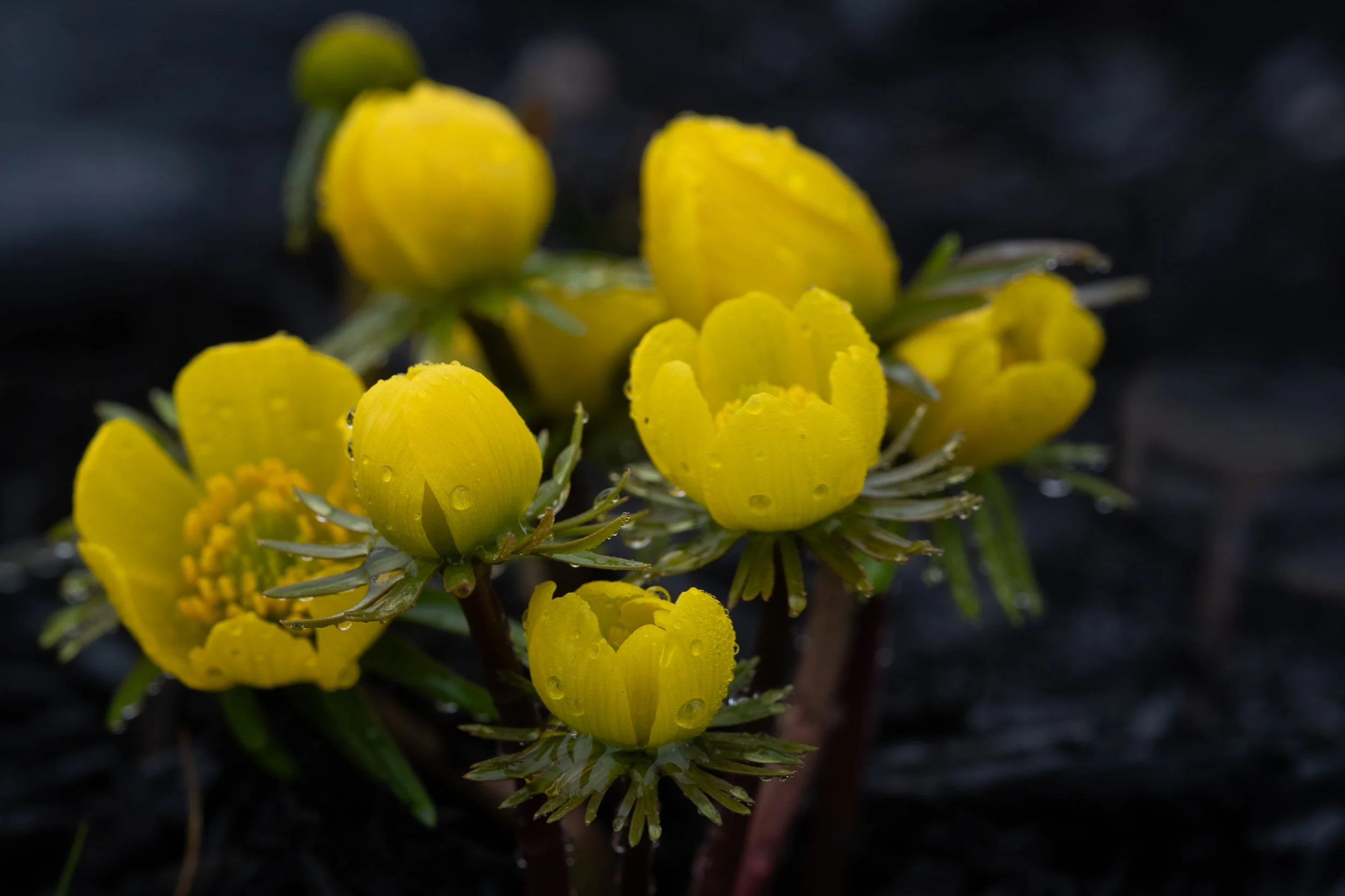 Flora Sequence-9696.jpg