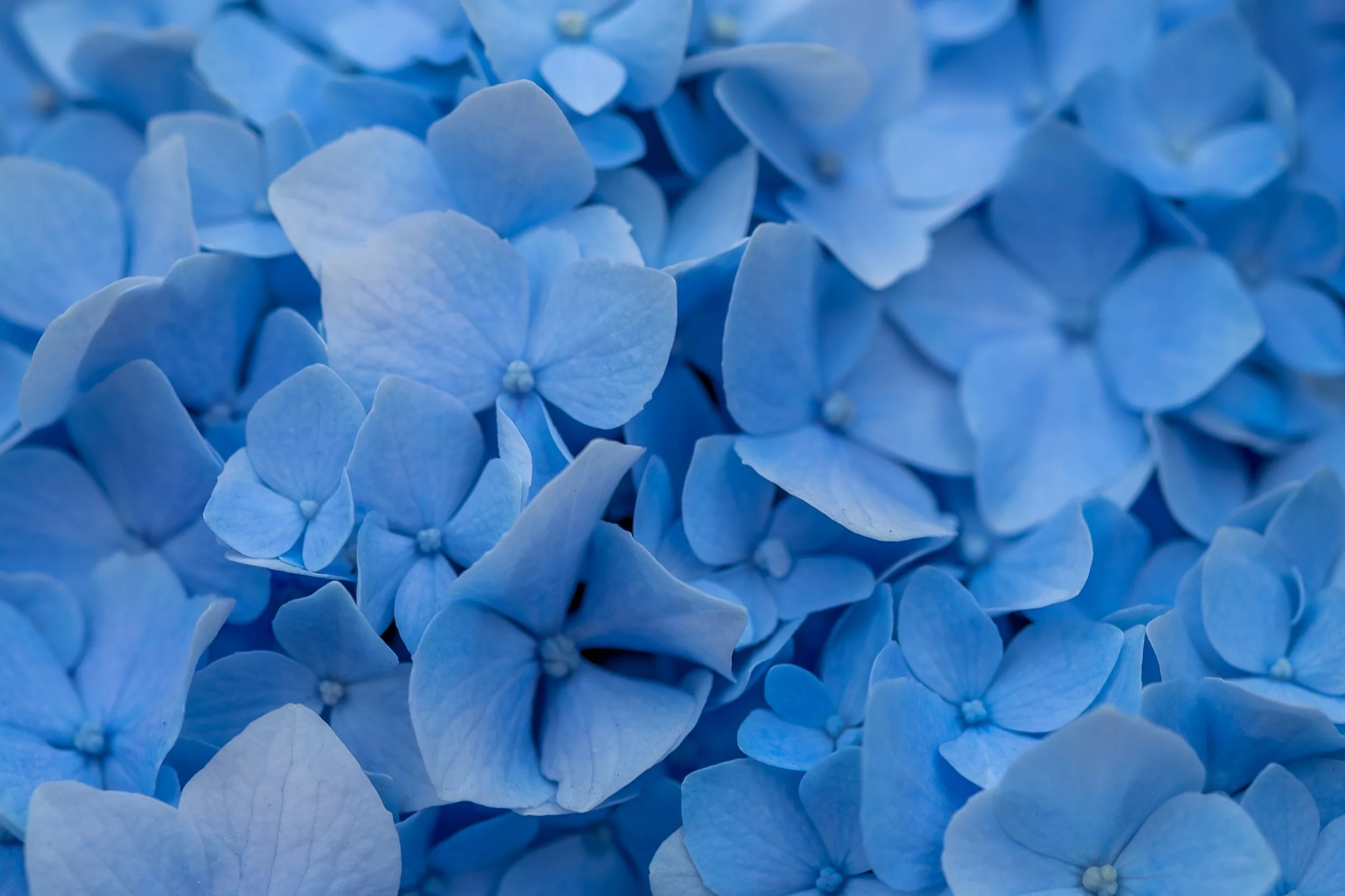 Flora Sequence--2.jpg